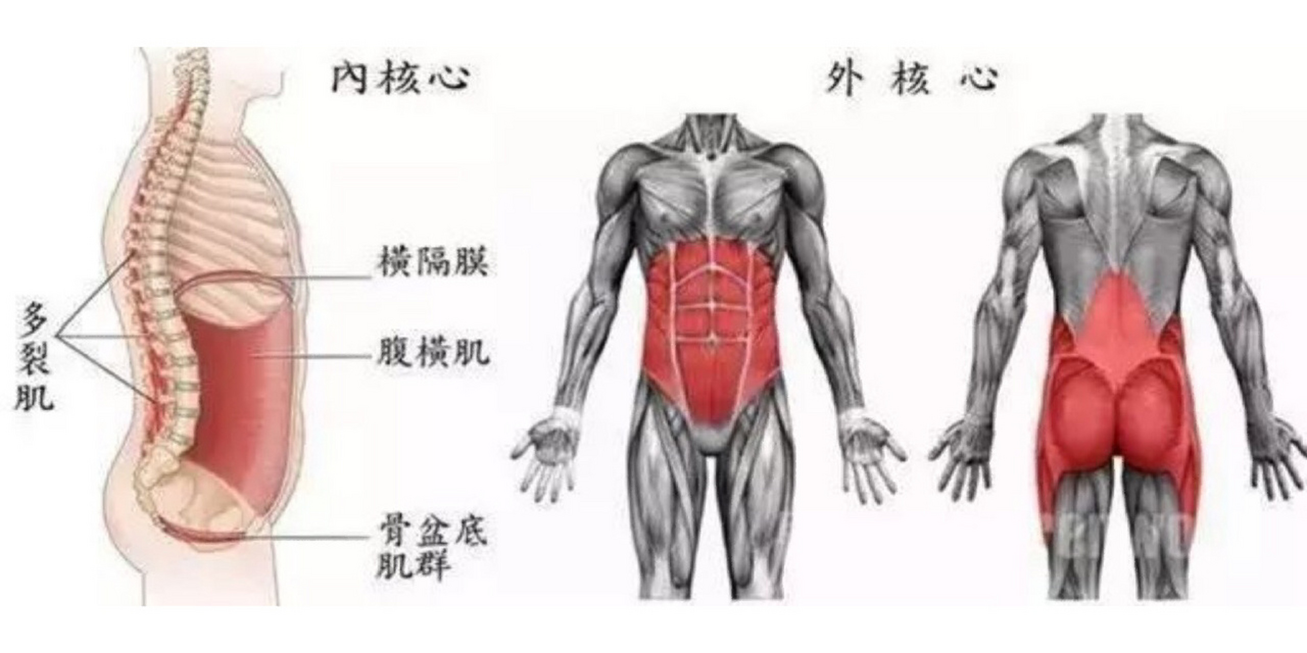 人体的三大核心图片