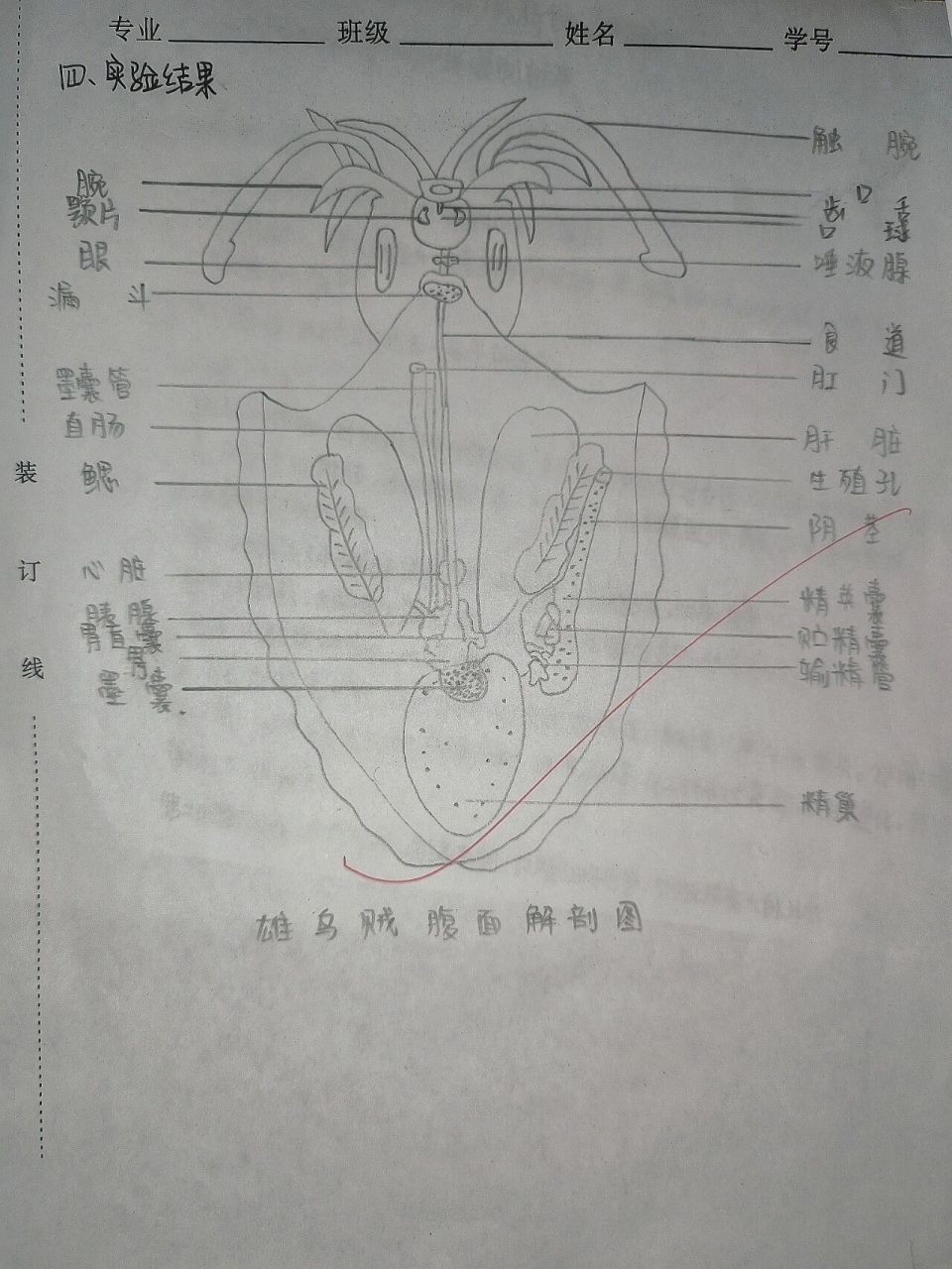 乌贼的解剖内部结构图片