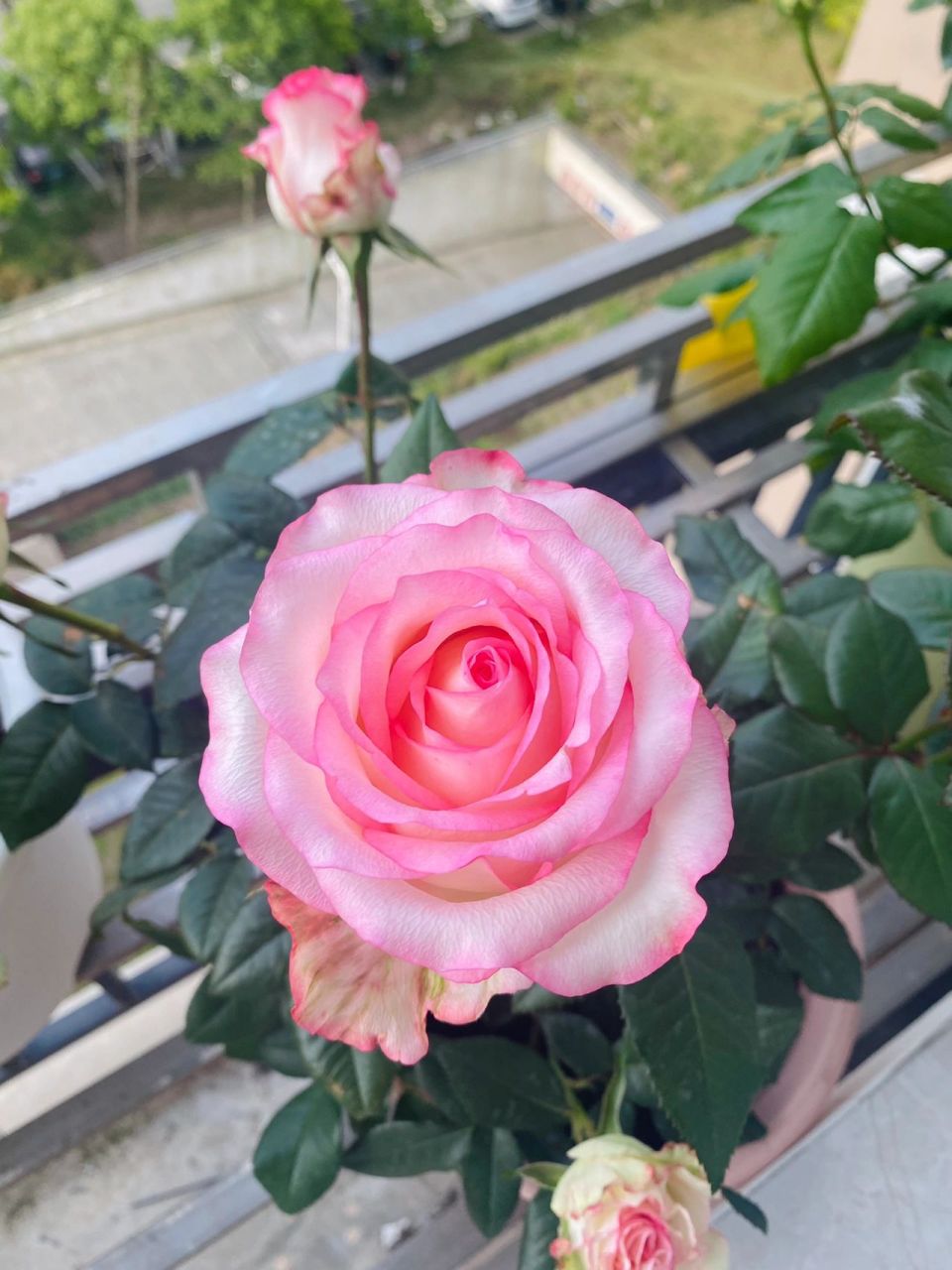 梦露,爱莎月季 梦露和爱莎,一个浓颜系,一个淡颜系,都超美的切花品种.