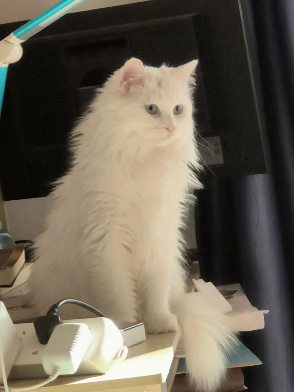 请问大家如何区分狮子猫和田园猫白猫咪呢 如图是我滴猫咪 实在美貌至