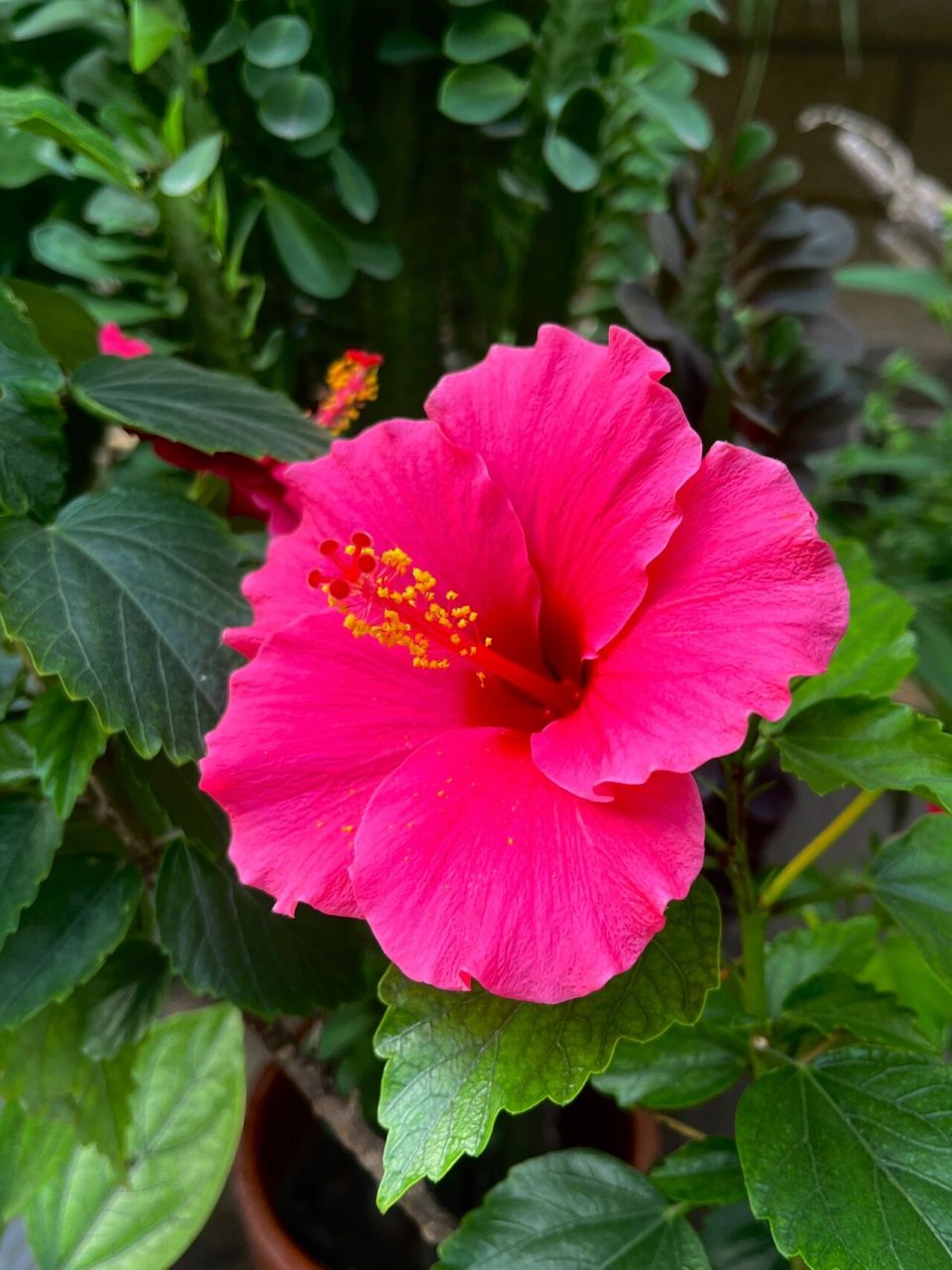 扶桑花寓意为脱俗,洁净,羞涩,象征着美妙.