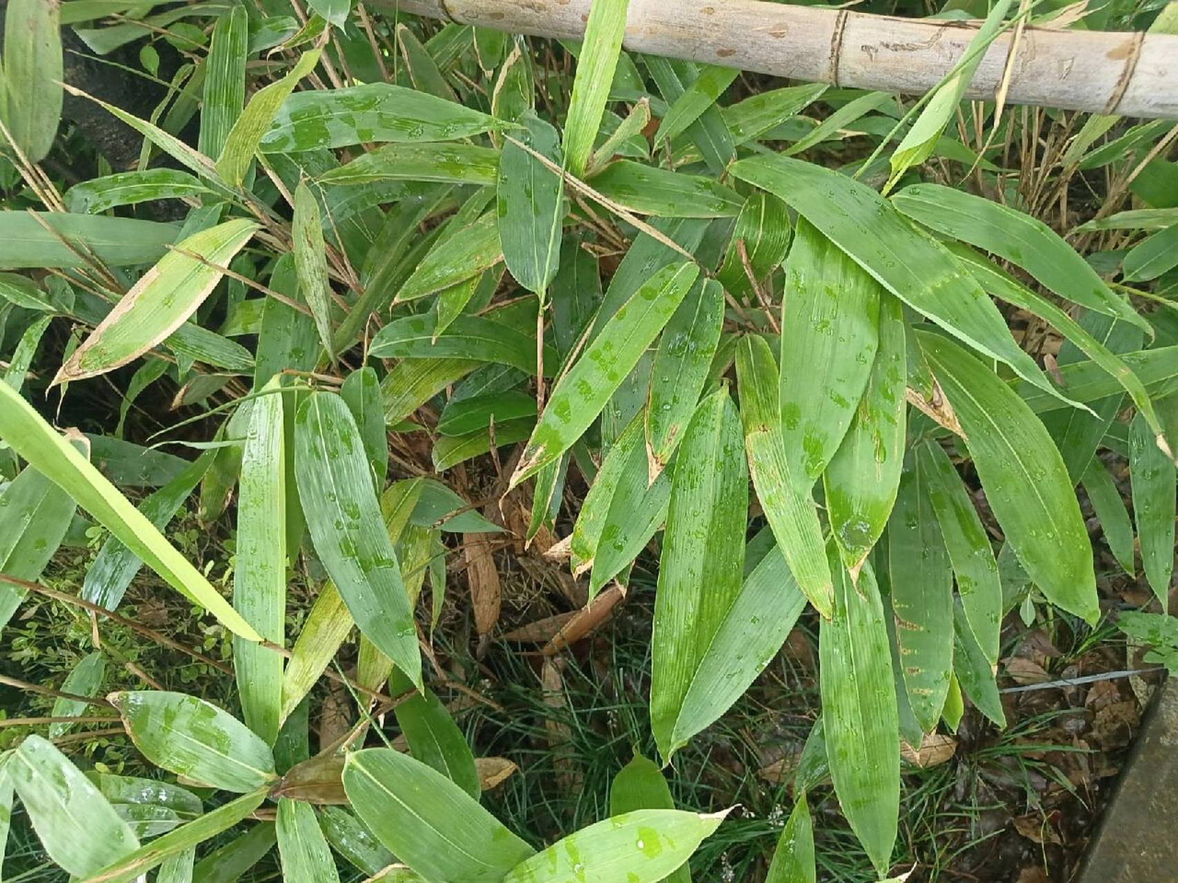 植物小科普～箬竹 别名:眉竹,楣竹,粽巴叶,若竹,阔叶箬竹,箬叶竹科