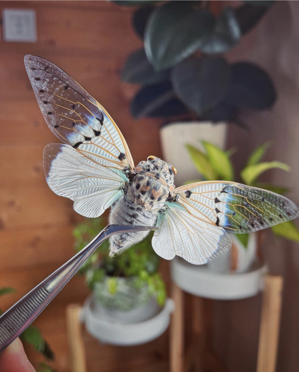 世界上最美蝉之一 也俗称"幽灵蝉""鬼蝉" 拉丁:ayuthia spectabile