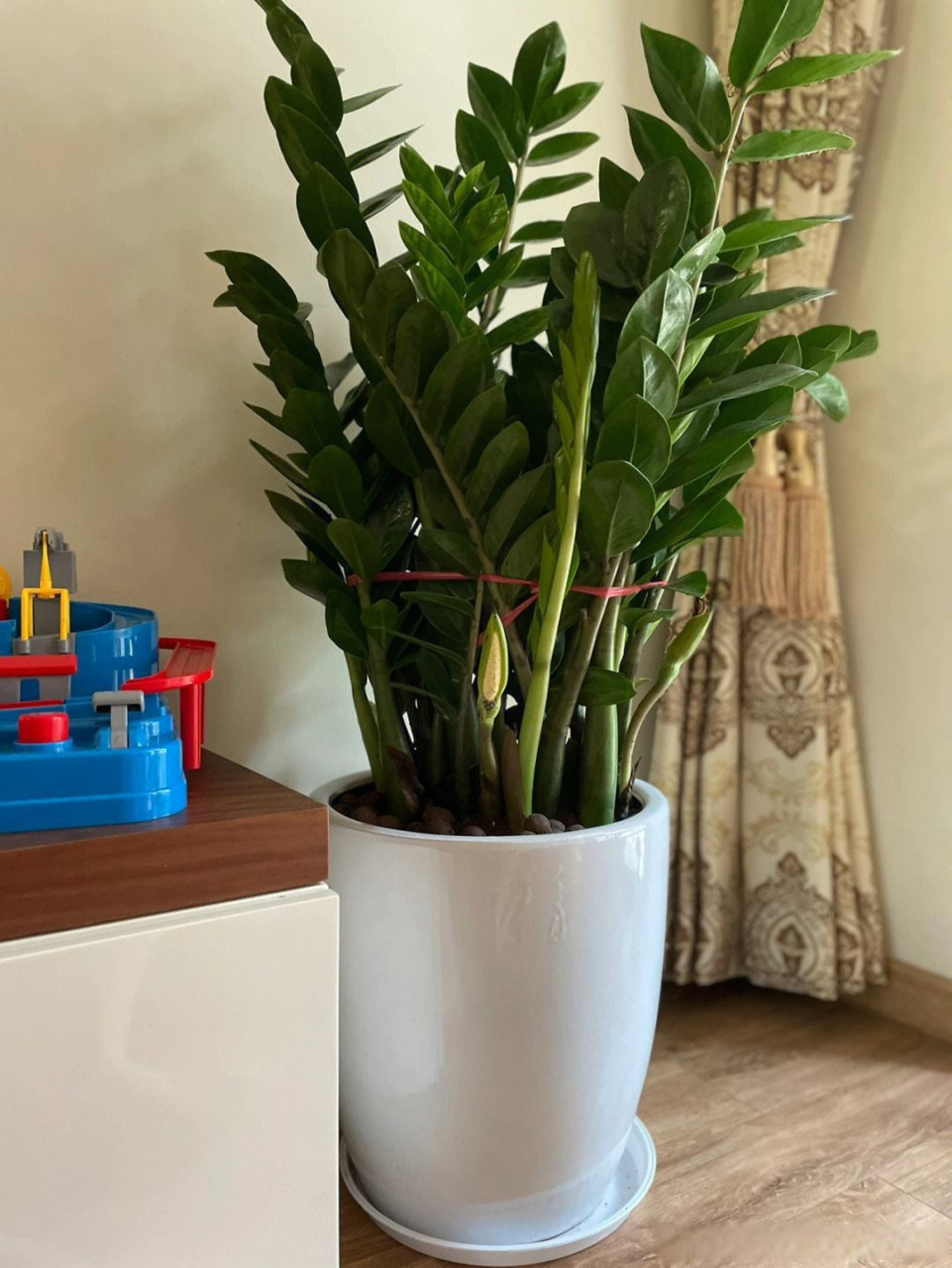 卧室植物风水禁忌 如今,很多人喜欢在卧室或客厅放置植物装饰,不仅能