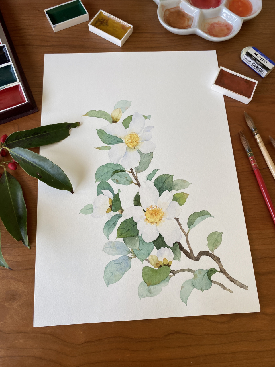 水彩手绘|白色山茶花 冬天那么冷,它却在悄然开放