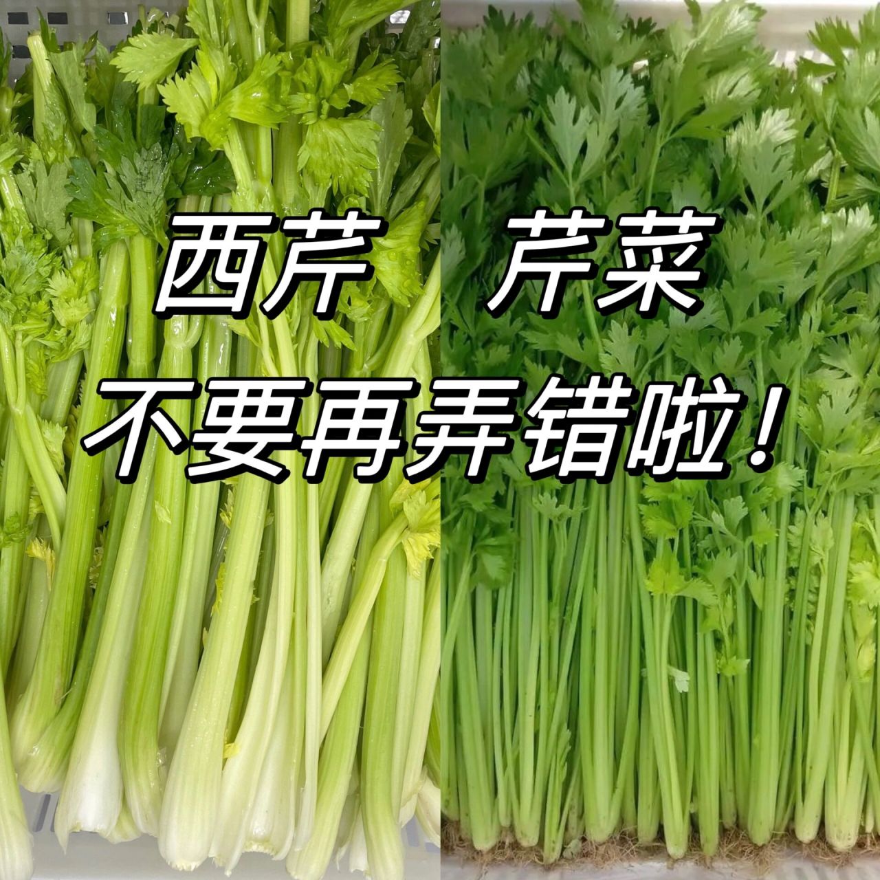 芹菜分类图片