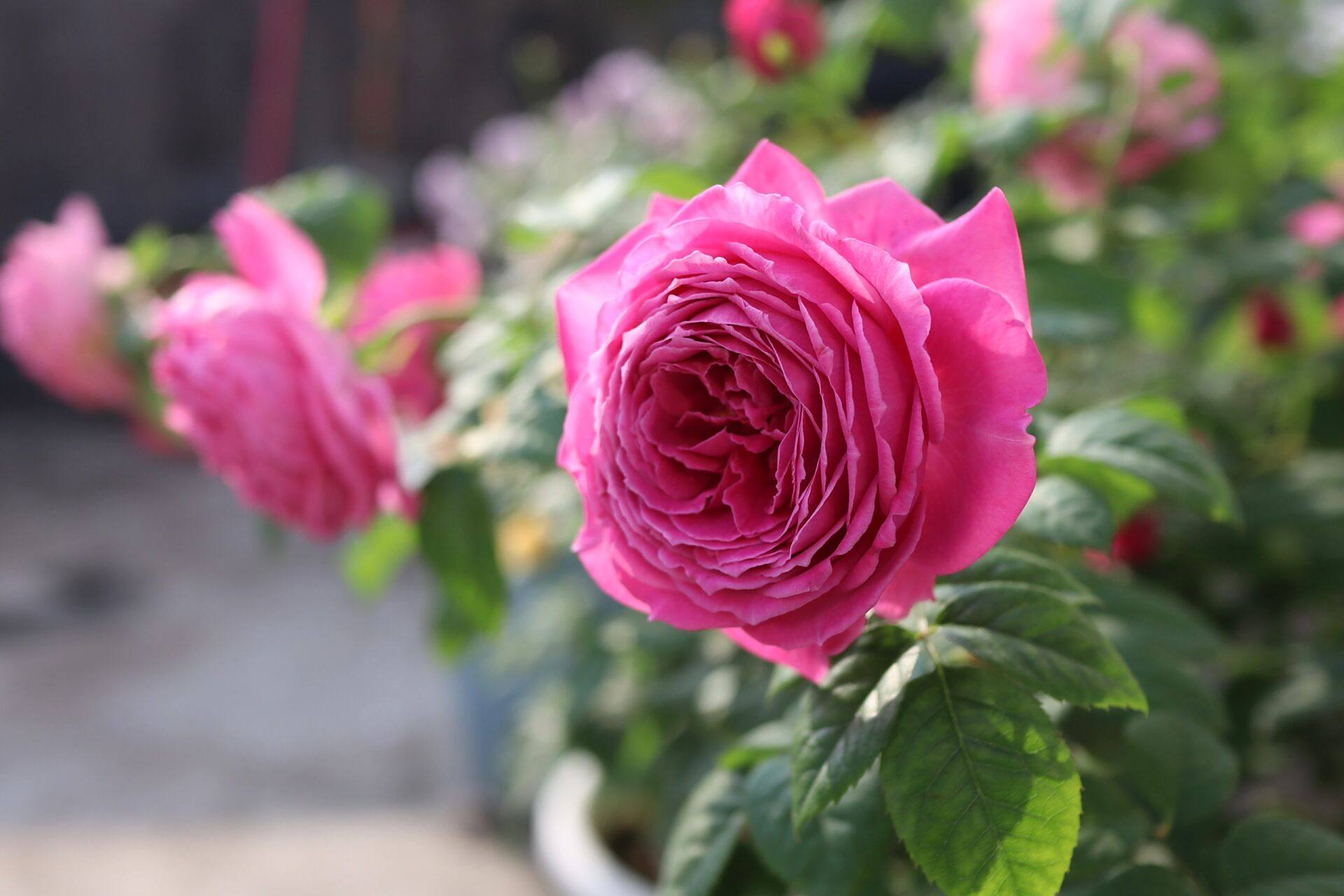 怀旧优雅月季 耐热月季推荐 怀旧优雅,耐热 耐高温 耐晒.