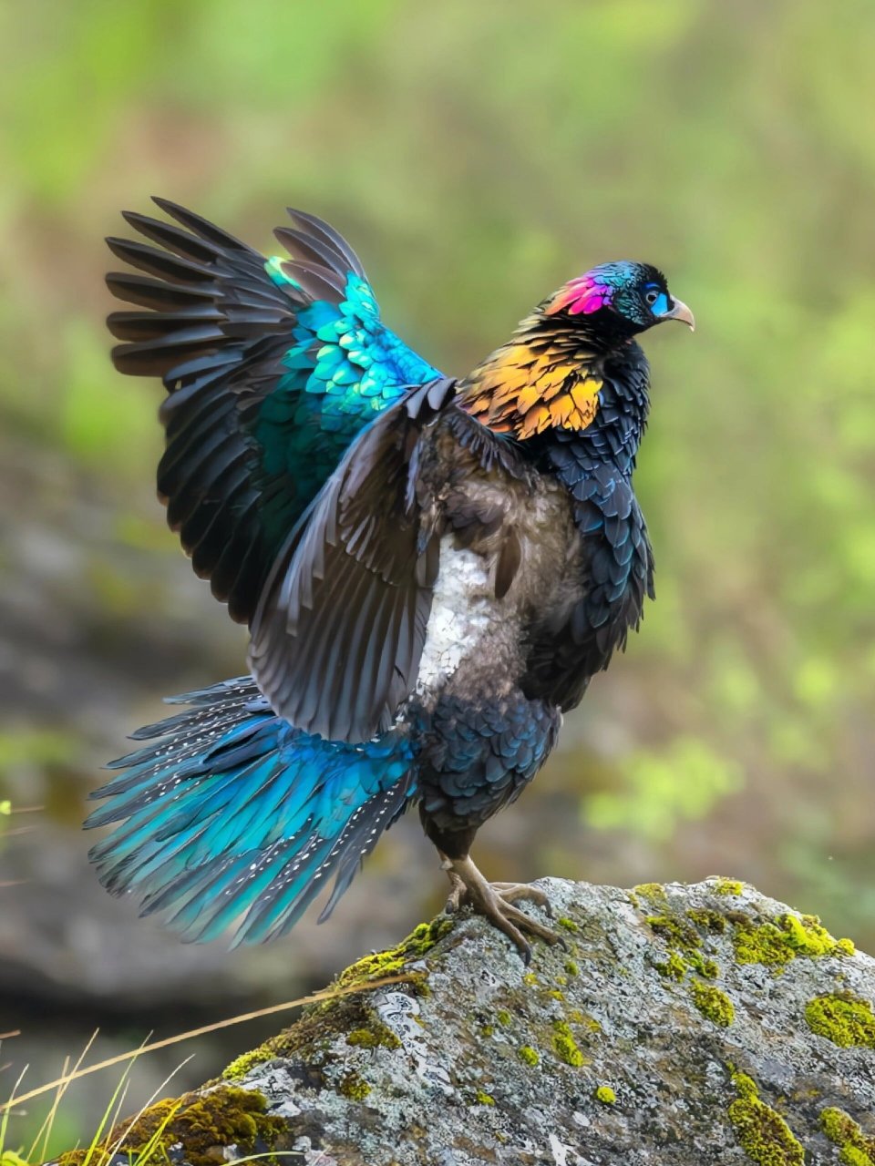 1,绿尾虹雉 2,棕尾虹雉 3,白冠长尾雉 4,黑长尾雉 5,环颈雉 6,孔雀雉