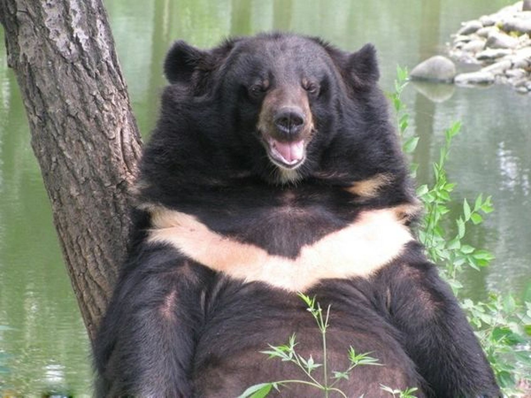 黑熊 又叫狗熊,俗称黑瞎子,是一种憨态可掬的动物