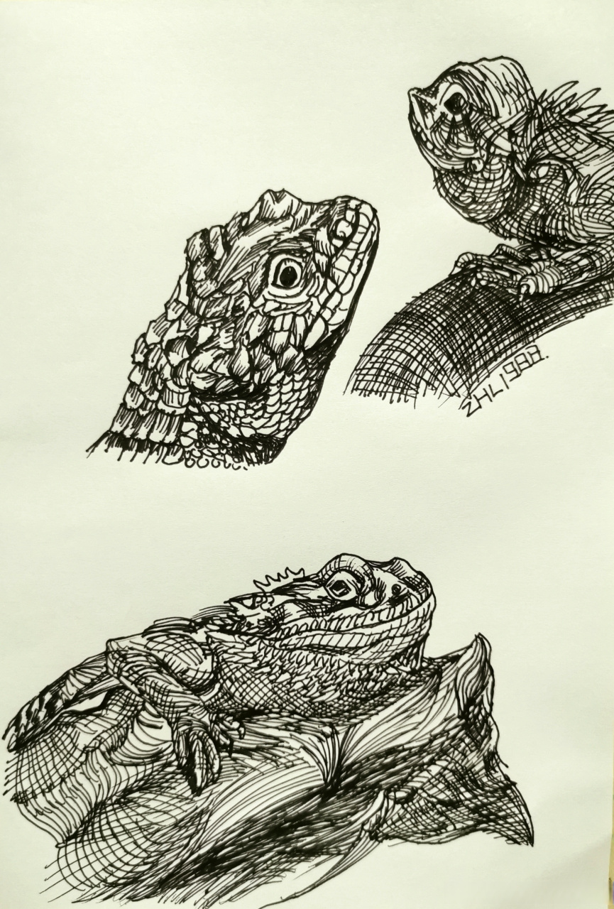 每日一画-蜥蜴#动物线描##蜥蜴线描