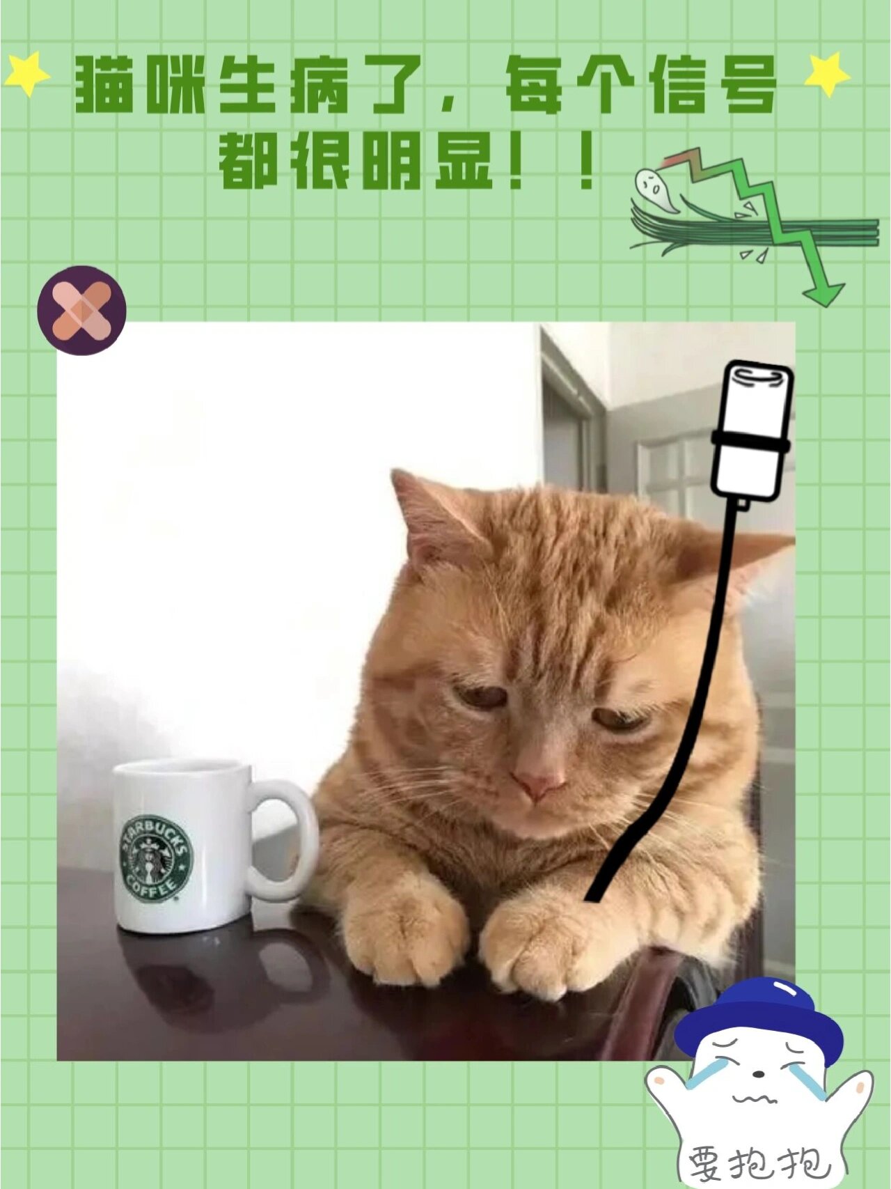 猫咪生病了,每个信号都很明显!