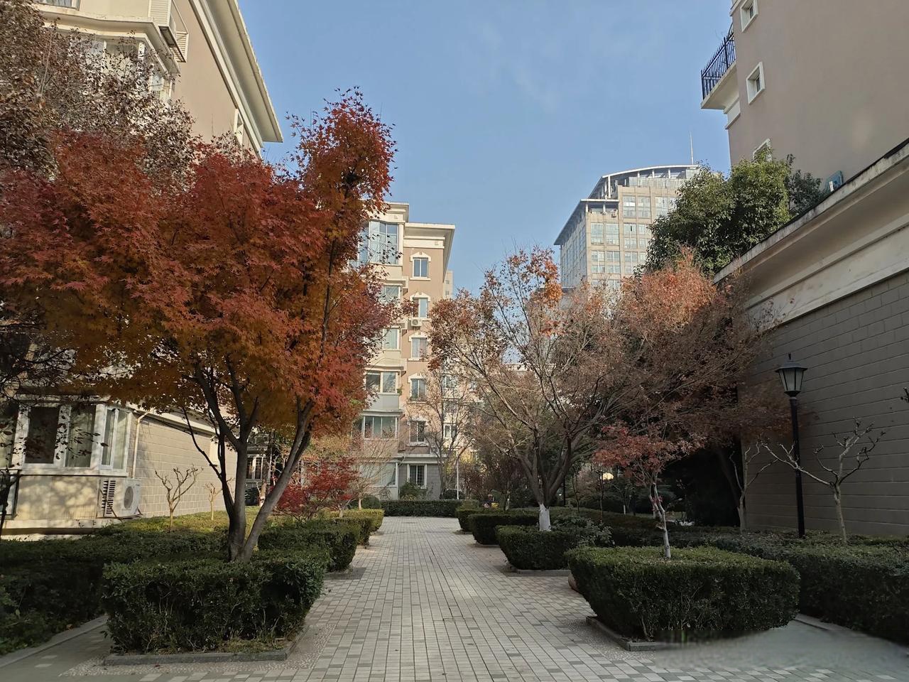 随便在院子里转转,随手拍都是美景