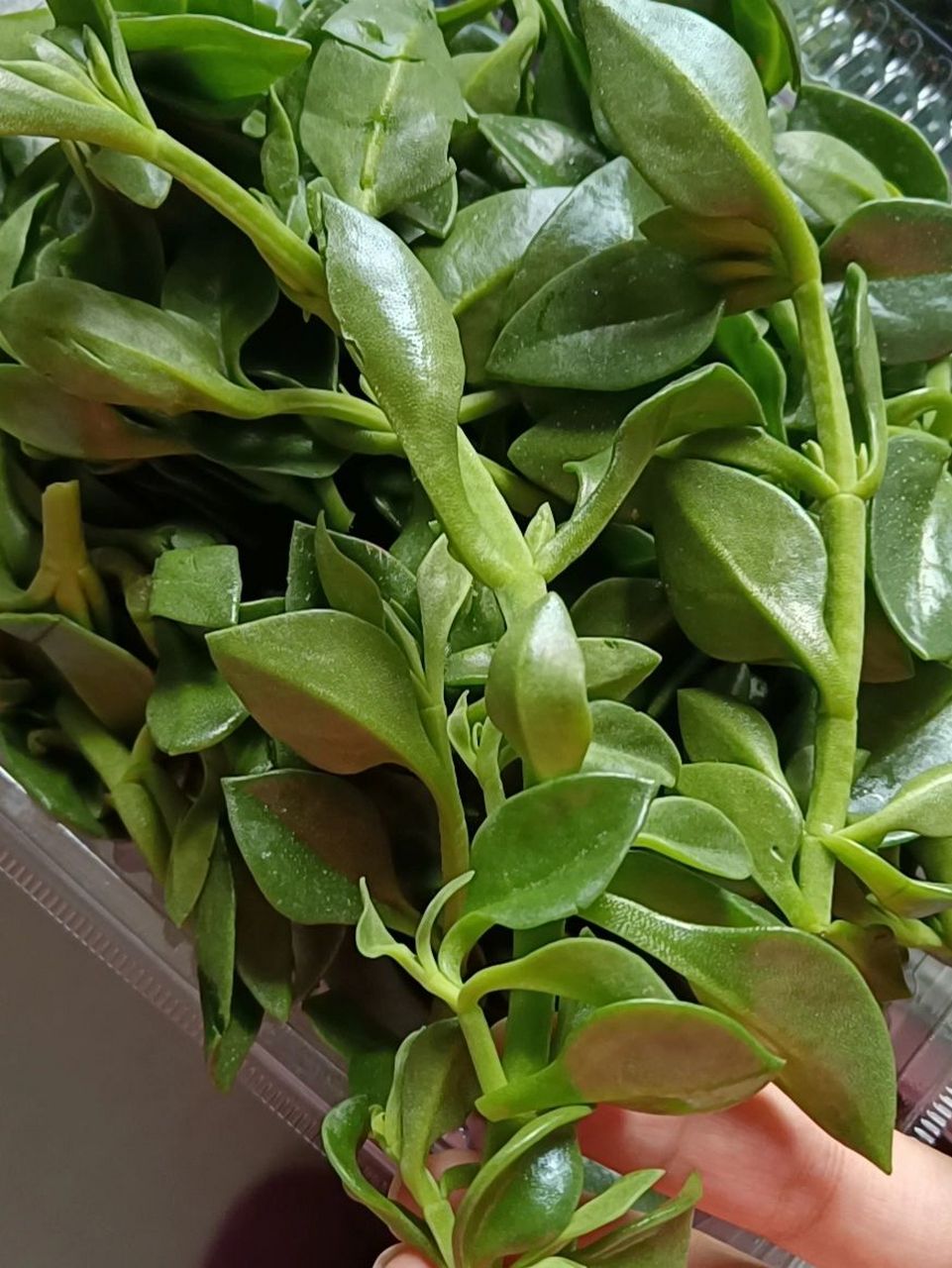 心叶日中花,第一次见不知道怎么吃的菜 叔叔送的过年大礼包,是各种有