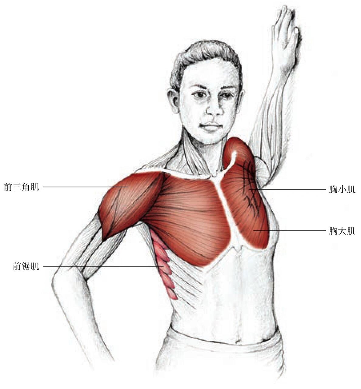 主要拉伸肌肉 胸大肌