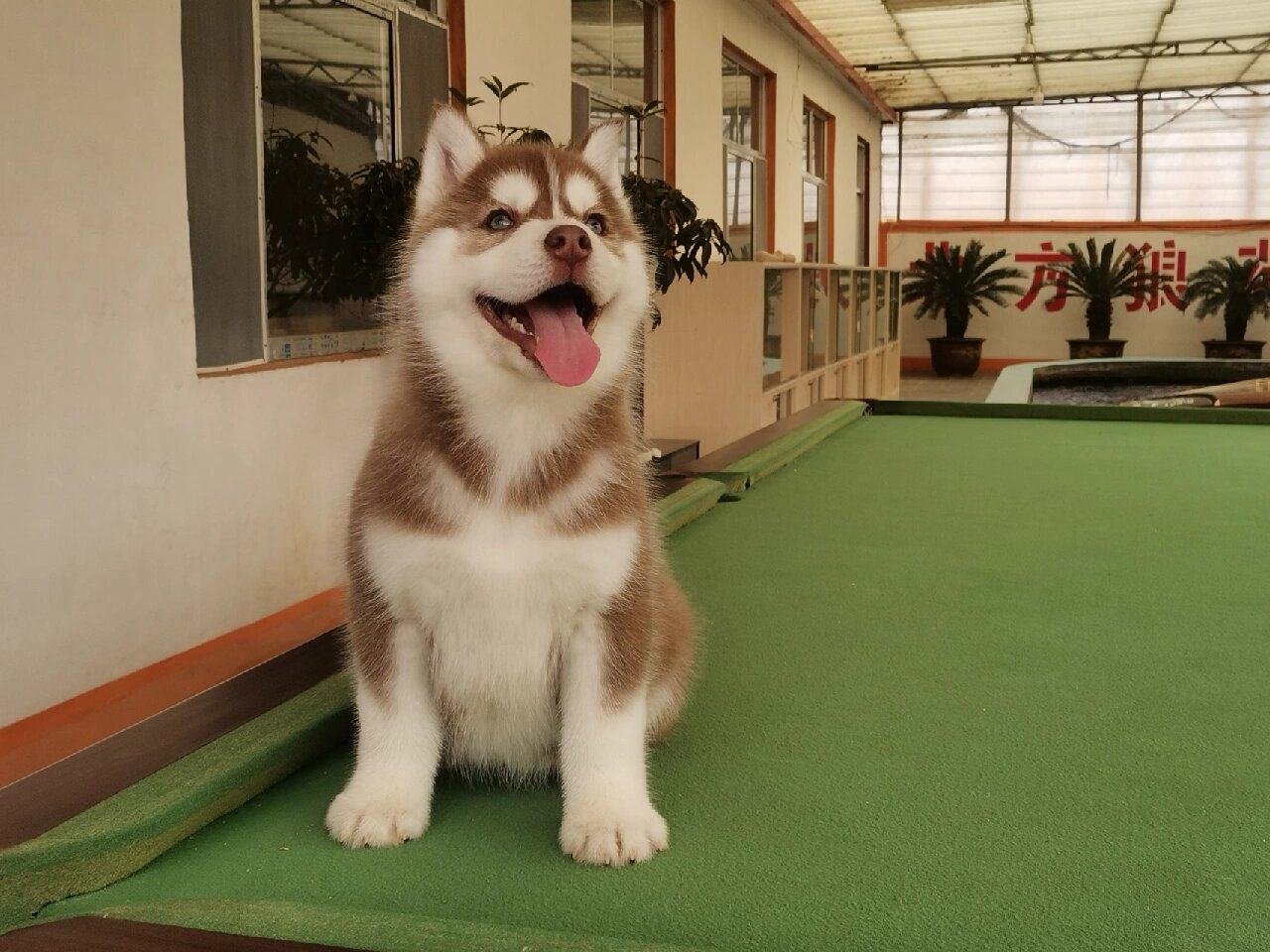 红棕色的哈士奇,你喜欢吗