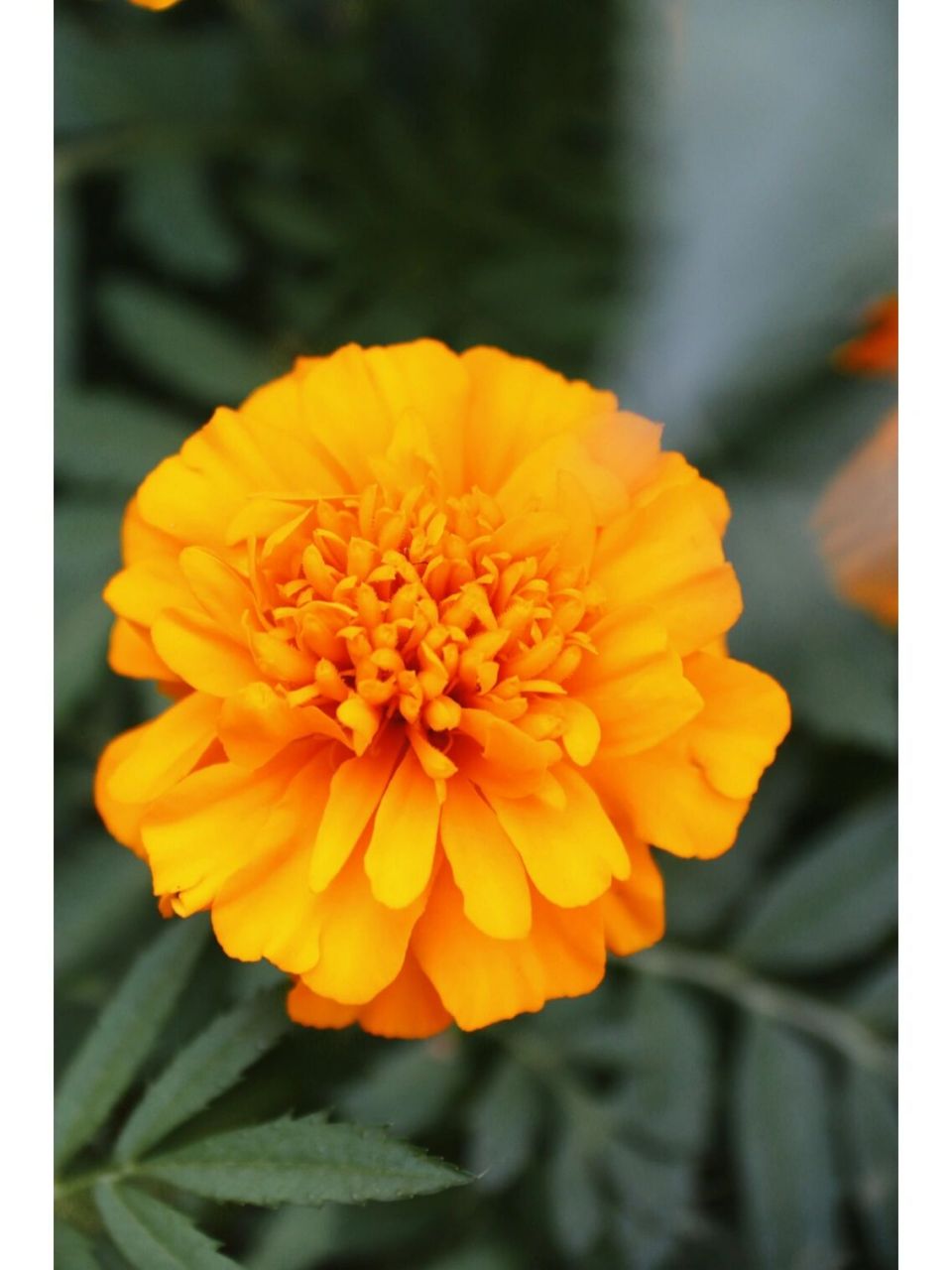 拍照记录 百度了一下区别,还是分不清楚 株形不同 万寿菊和孔雀草的