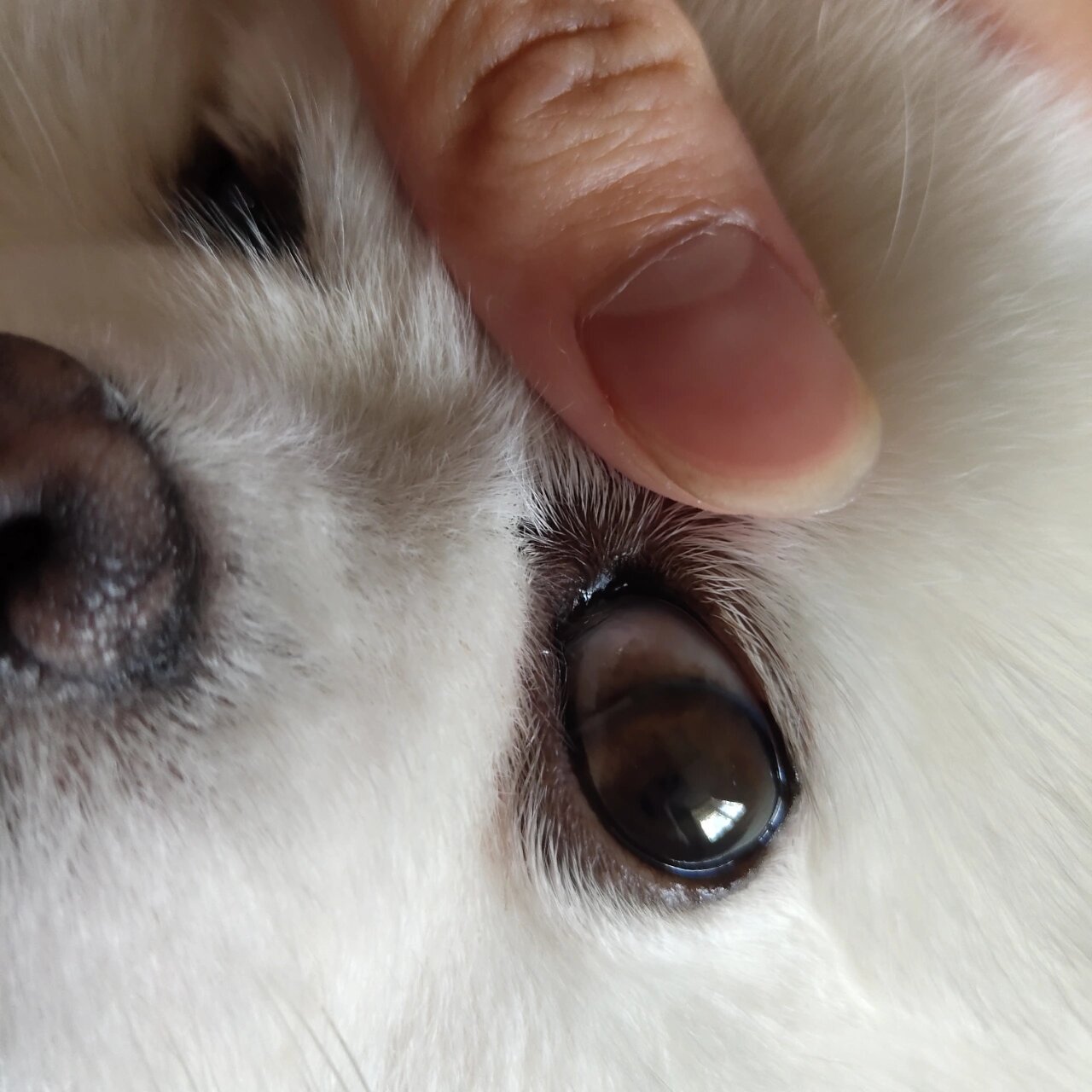 前三张图片是我家狗狗左眼,眼白处黑黑的,请问是不是生病了?