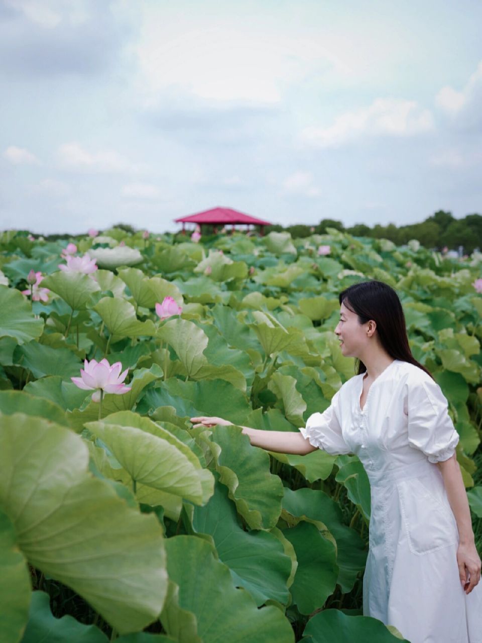 夏日赏荷|嘉北郊野公园 嘉北郊野公园的80亩荷花真的极为壮观 从1号门