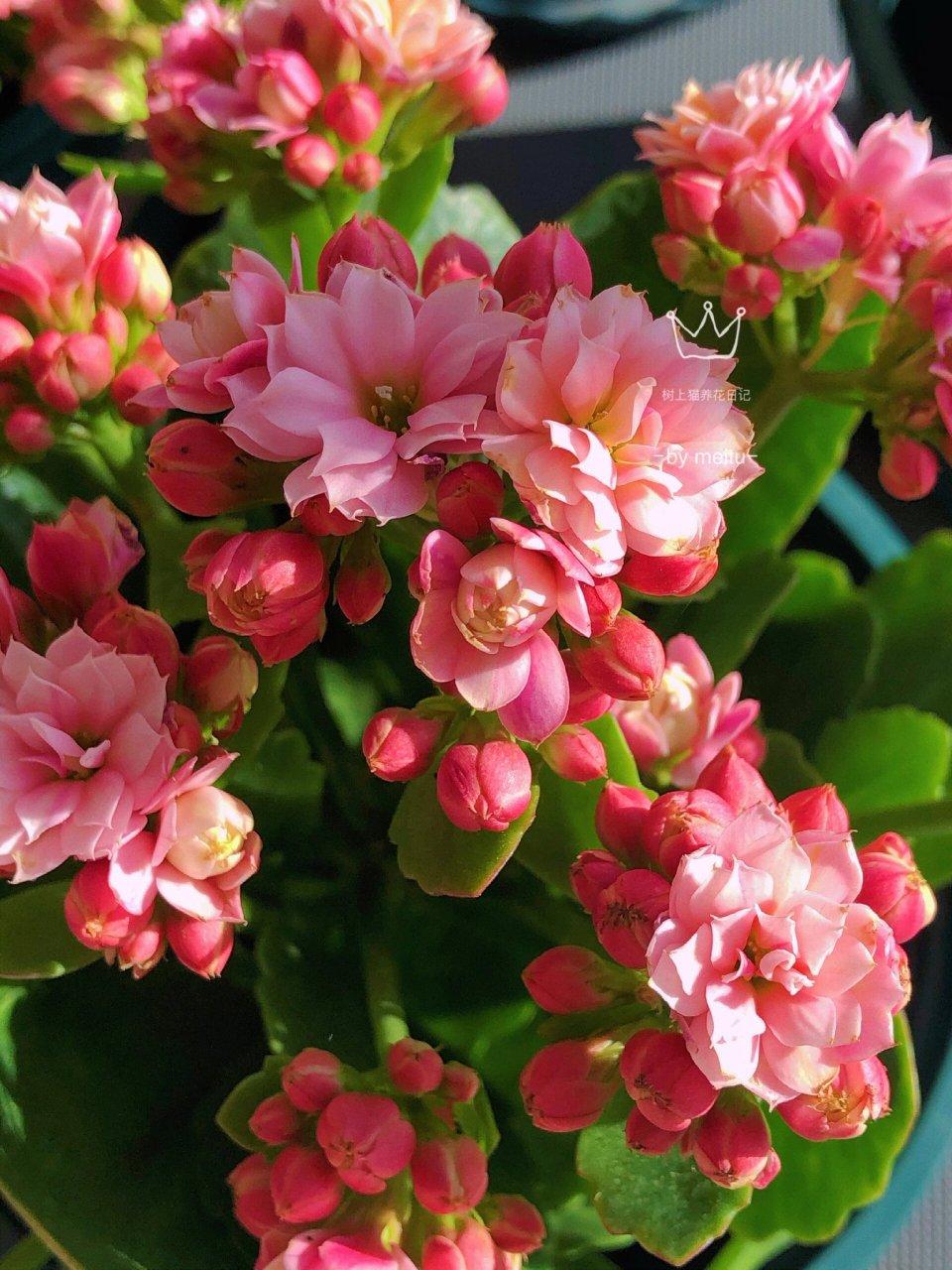 长寿花—人面桃花(22) 人面心中排第一的花花,从养长寿花开始