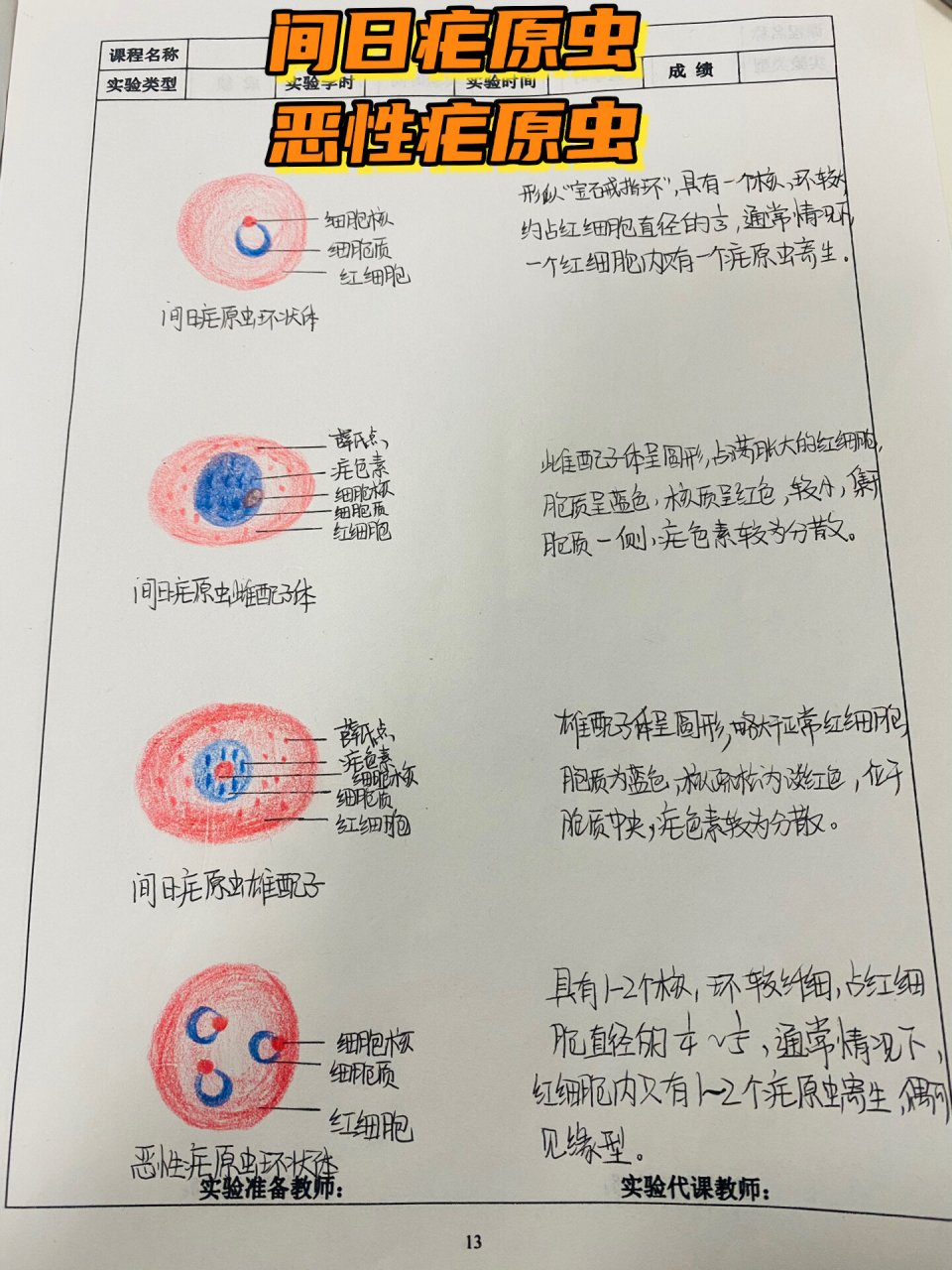 疟原虫小滋养体手绘图图片