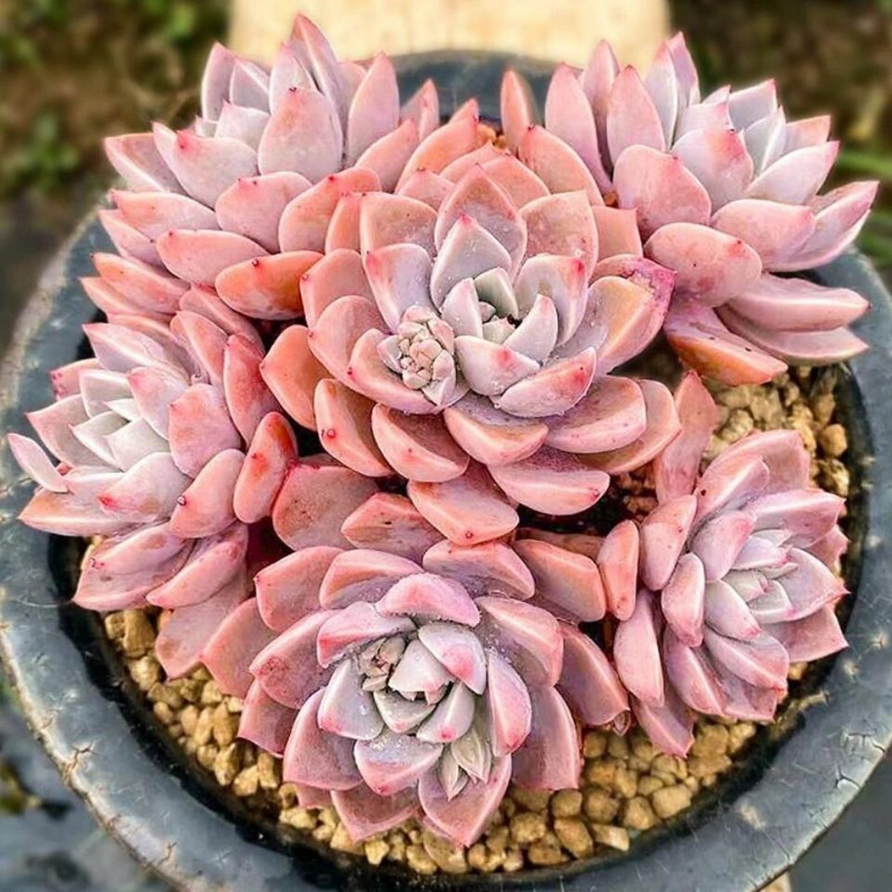 96每天认识一种多肉943196红粉佳人 红粉佳人属于景天科,拟石