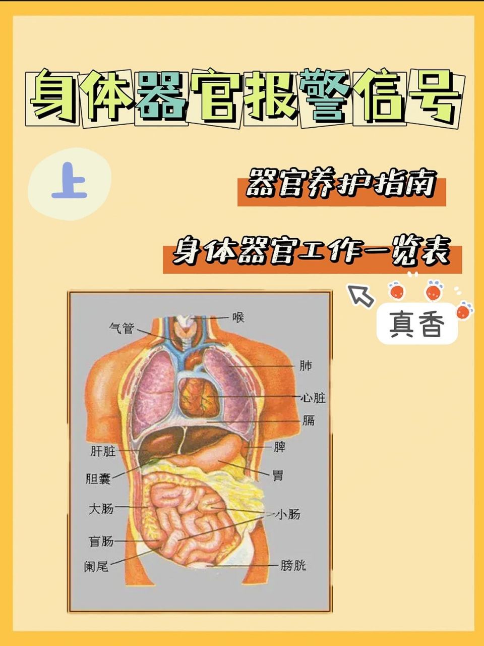 女性人体脏器疼痛信号图片