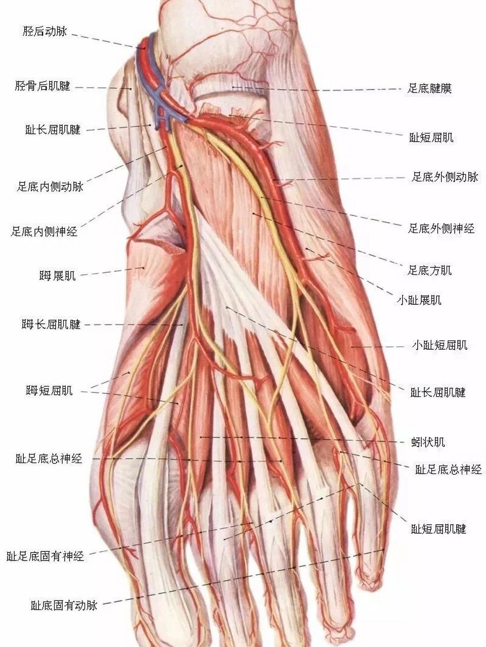 足底动脉弓图片