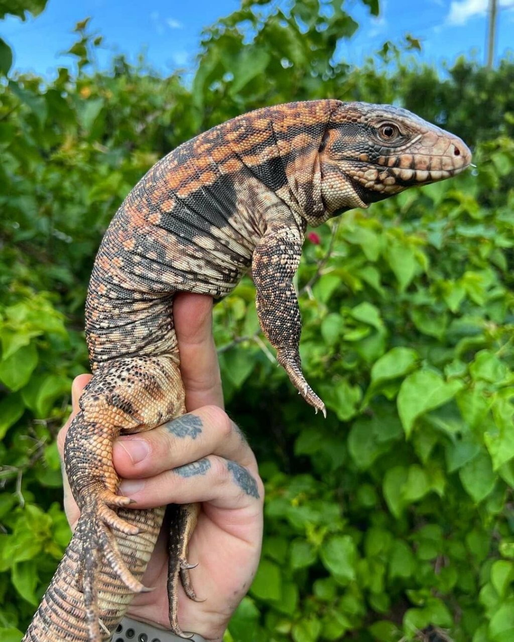 纯属好看分享而已90 #爬宠# #泰加# #泰加蜥蜴# #蜥蜴