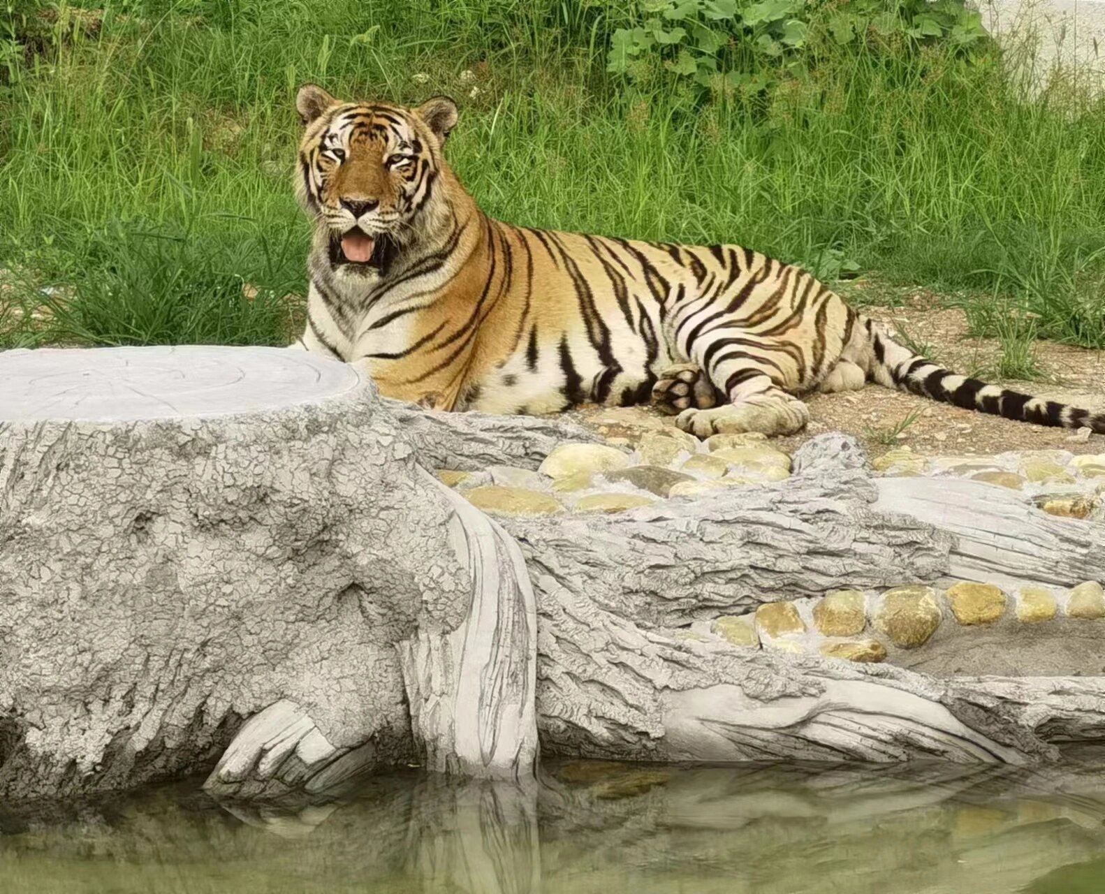 绵阳川北野生动物乐园 绵阳市川北野生动物乐园 详细地址位于 小枧镇