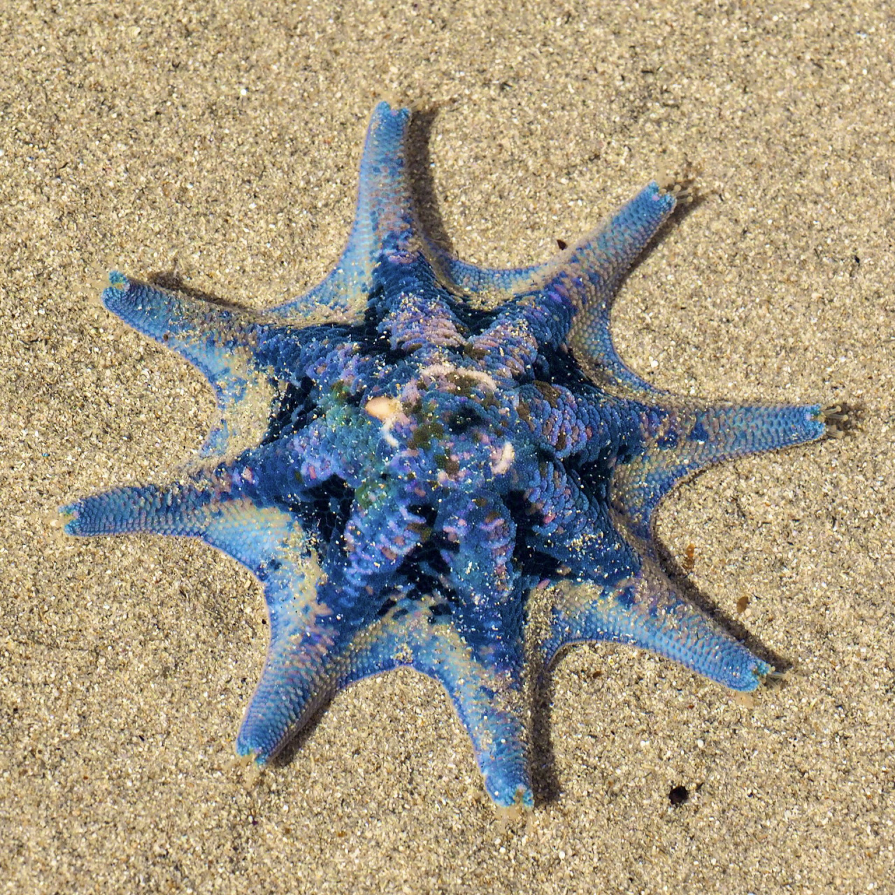 地毯海星|踩了会滑倒的地毯 98 fantasea·奇妙海洋 	 174.