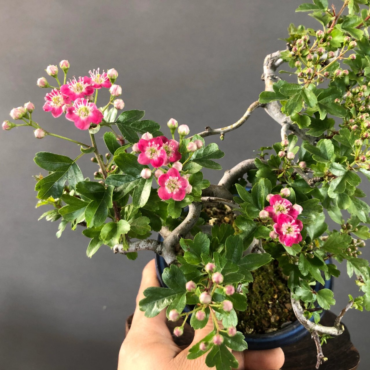 日本进口红花山楂,开红花挂红果 杆体扭曲自然,树形很好 #盆景# #进口