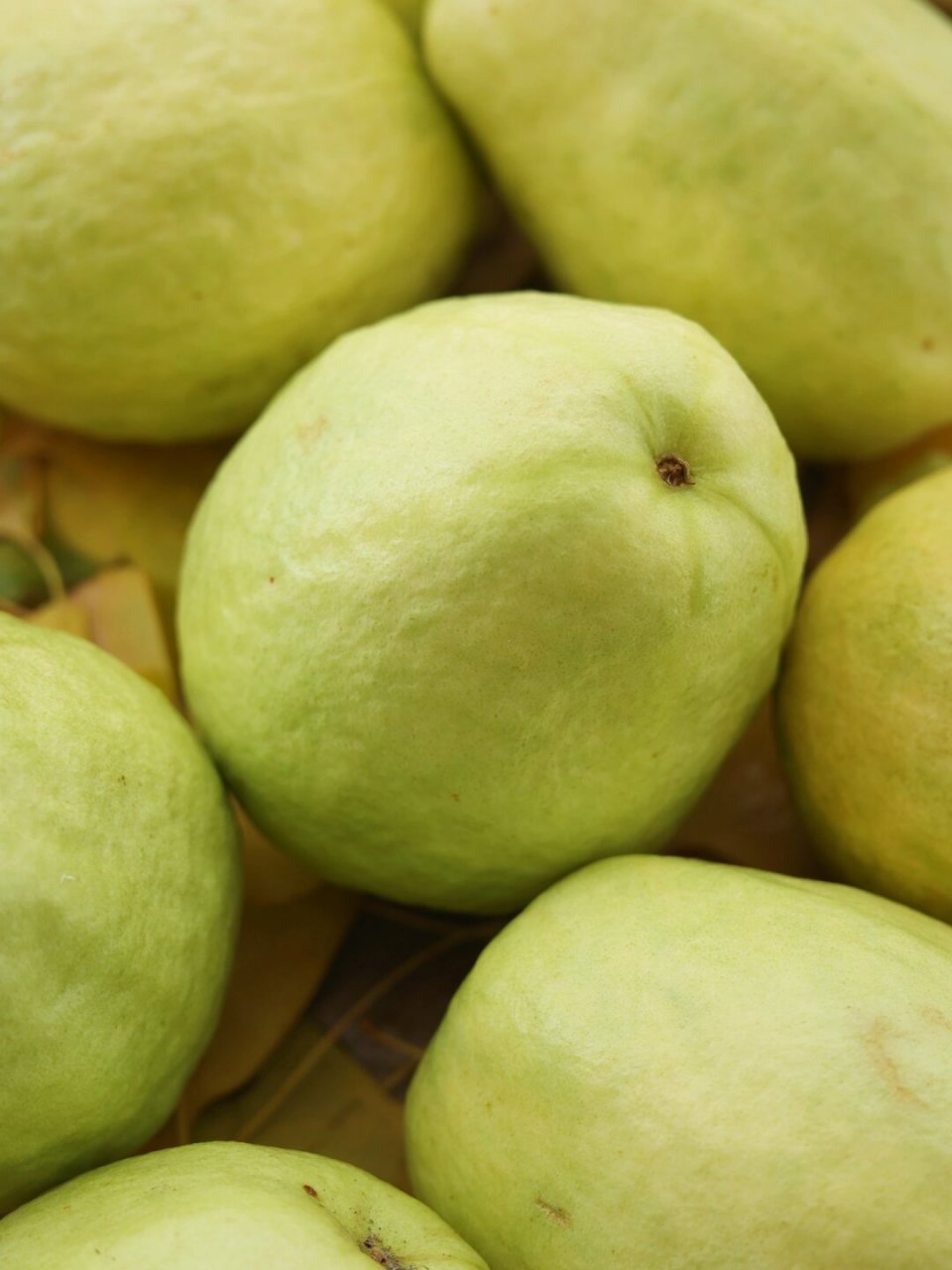 芭乐这款水果最早出现在我视野 是小时候看台湾偶像剧女主爱吃 	 长大