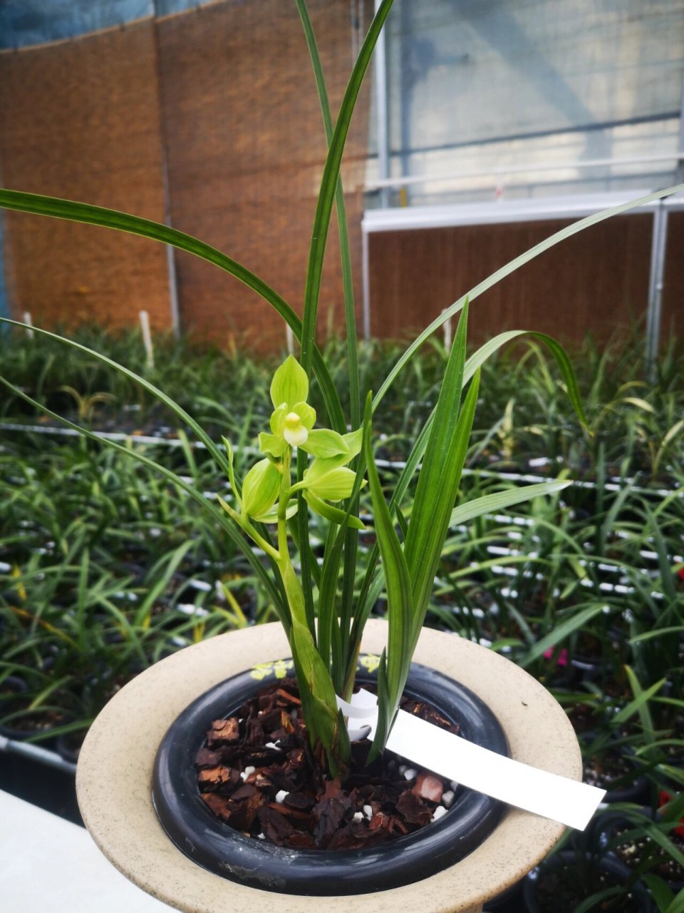 春剑雨露,荷韵满满,漂亮 花开标准的荷型瓣,纯白刘海舌头,苗壮的情况