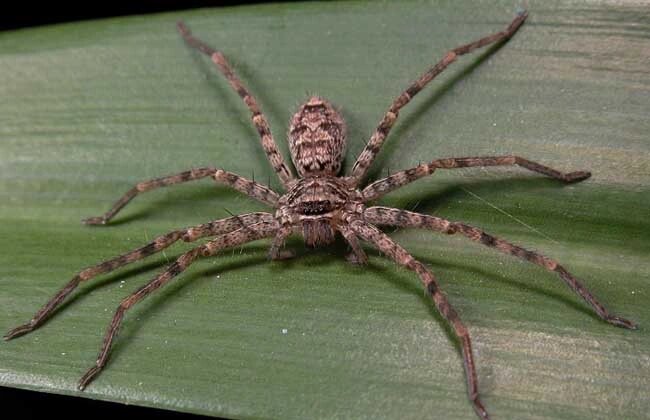 每天认识一种身边的小动物-白额高脚蛛