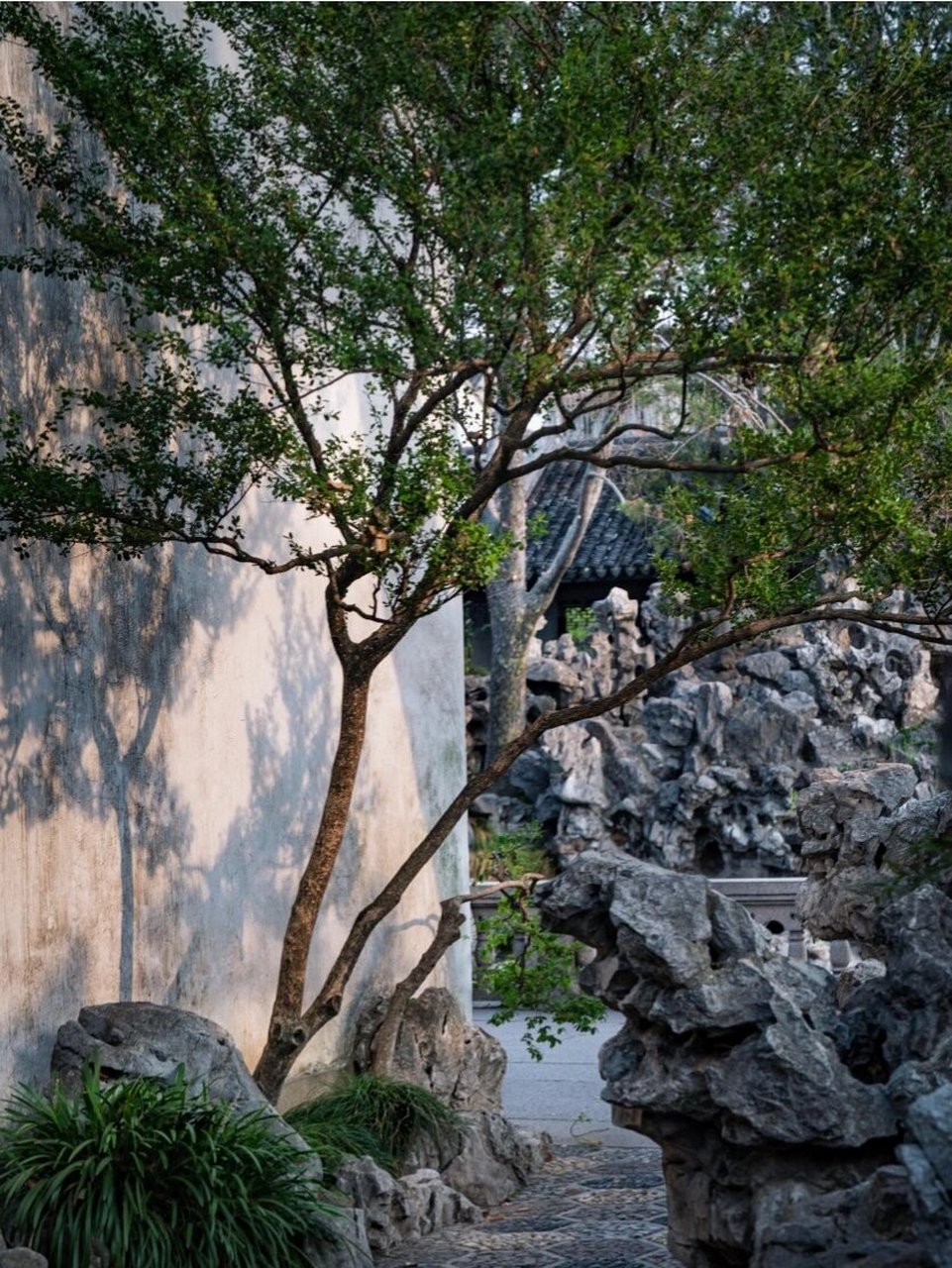 苏州园林 | 假山迷宫狮子林 太湖石堆砌的假山,层层叠叠,峰回轮转