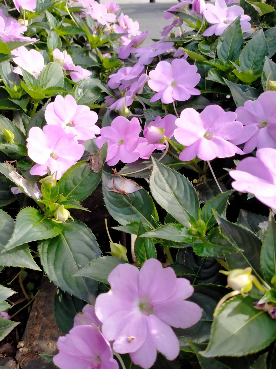 苏丹凤仙花 今天拍了一组娇嫩可爱的花,苏丹凤仙花,花语就是娇嫩可爱.