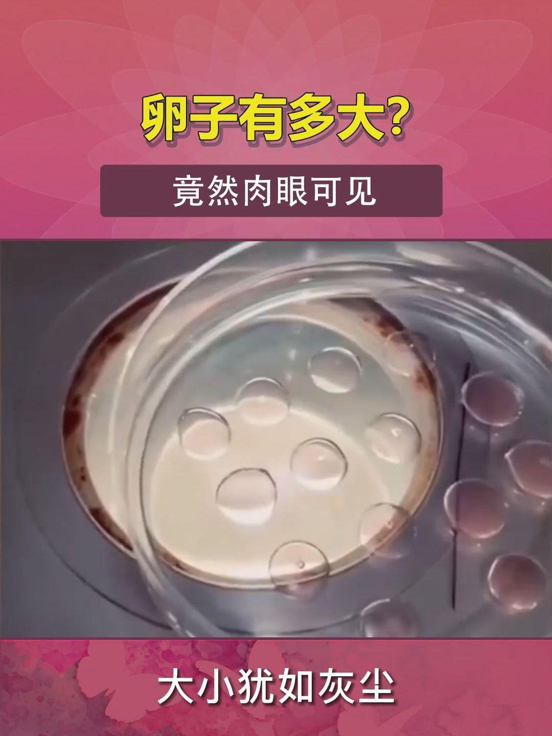 卵子有多大?竟然肉眼可见