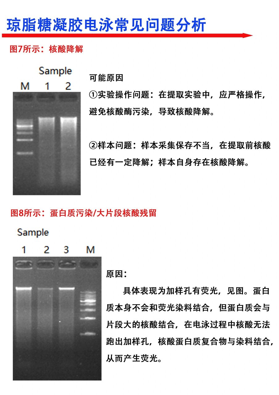 pcr扩增四次图示过程图片