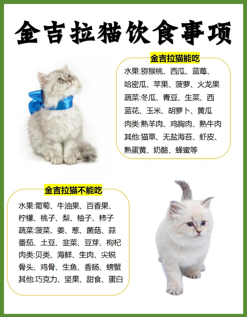 96金吉拉猫是一种中等体型的猫咪,是通过波斯猫的选育,人工培育