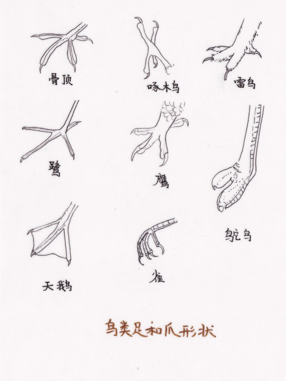 鸟爪结构图图片