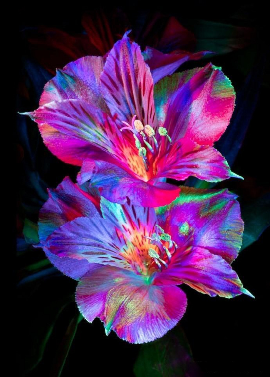 【绚丽多彩的花卉摄影作品】 摄影师:filipp kabanyayev