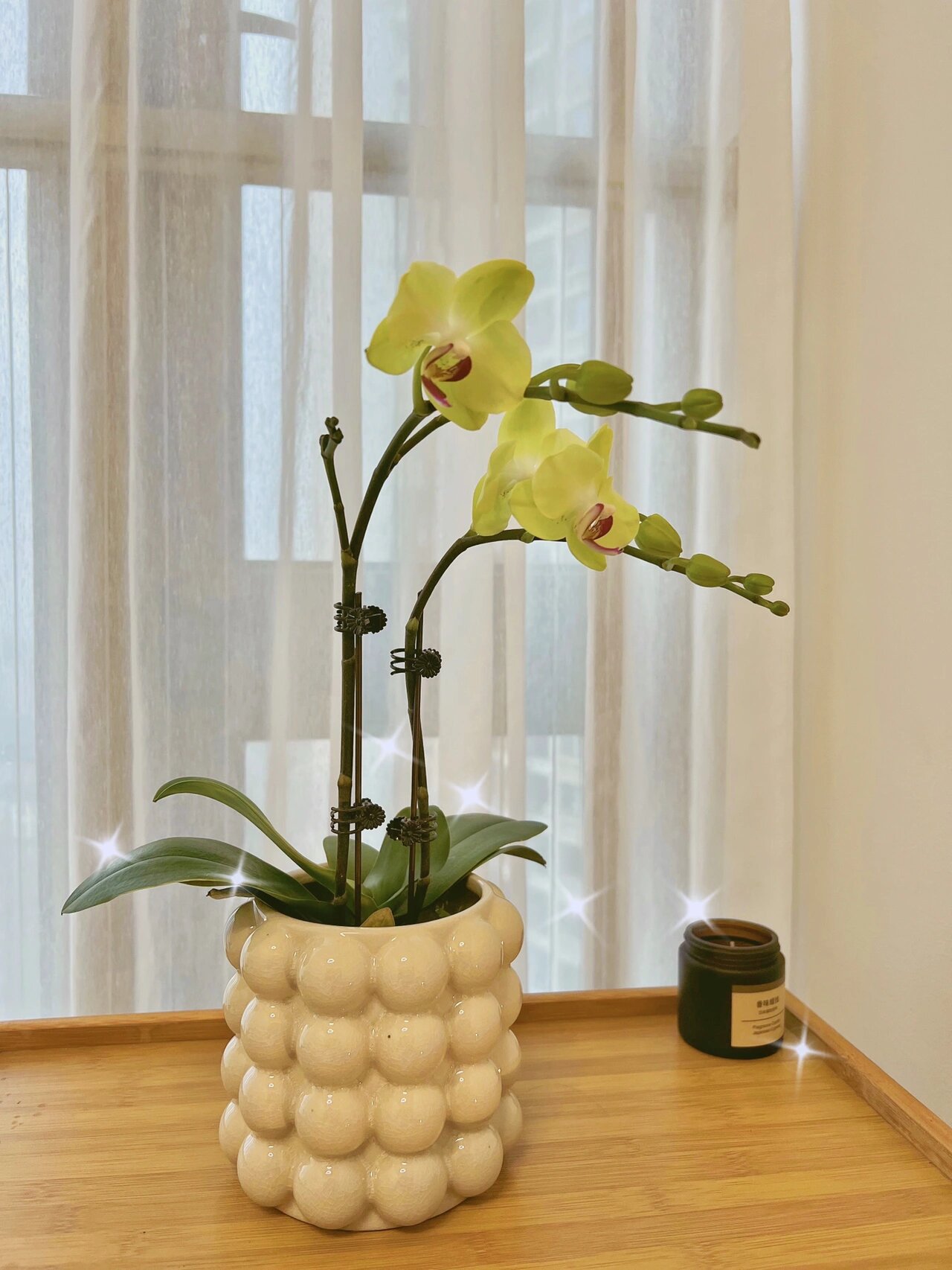 蝴蝶兰 | 青苹果97小清新