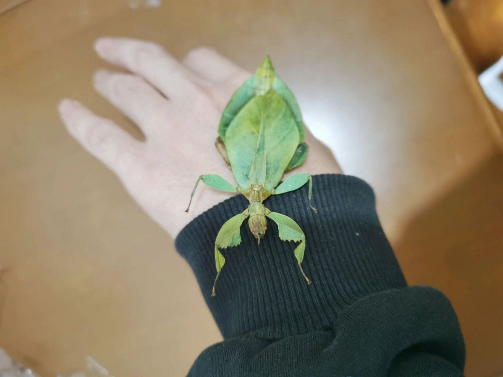 浅更一只小叶脩虫 #把春天搬进家#春日漫游计划#科普红人打造计划