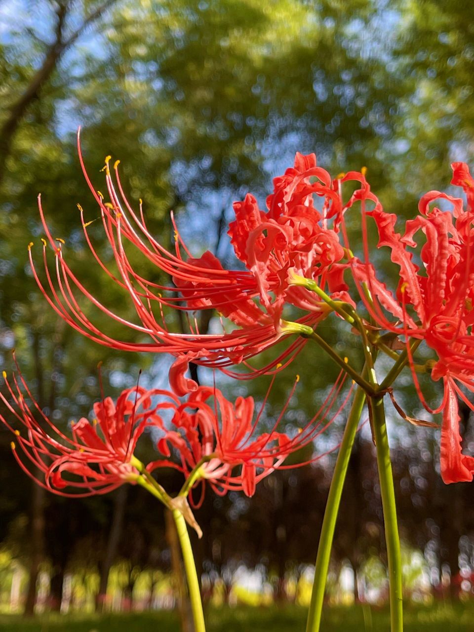 9215西安西安超大的彼岸花花海,码住点赞收藏!