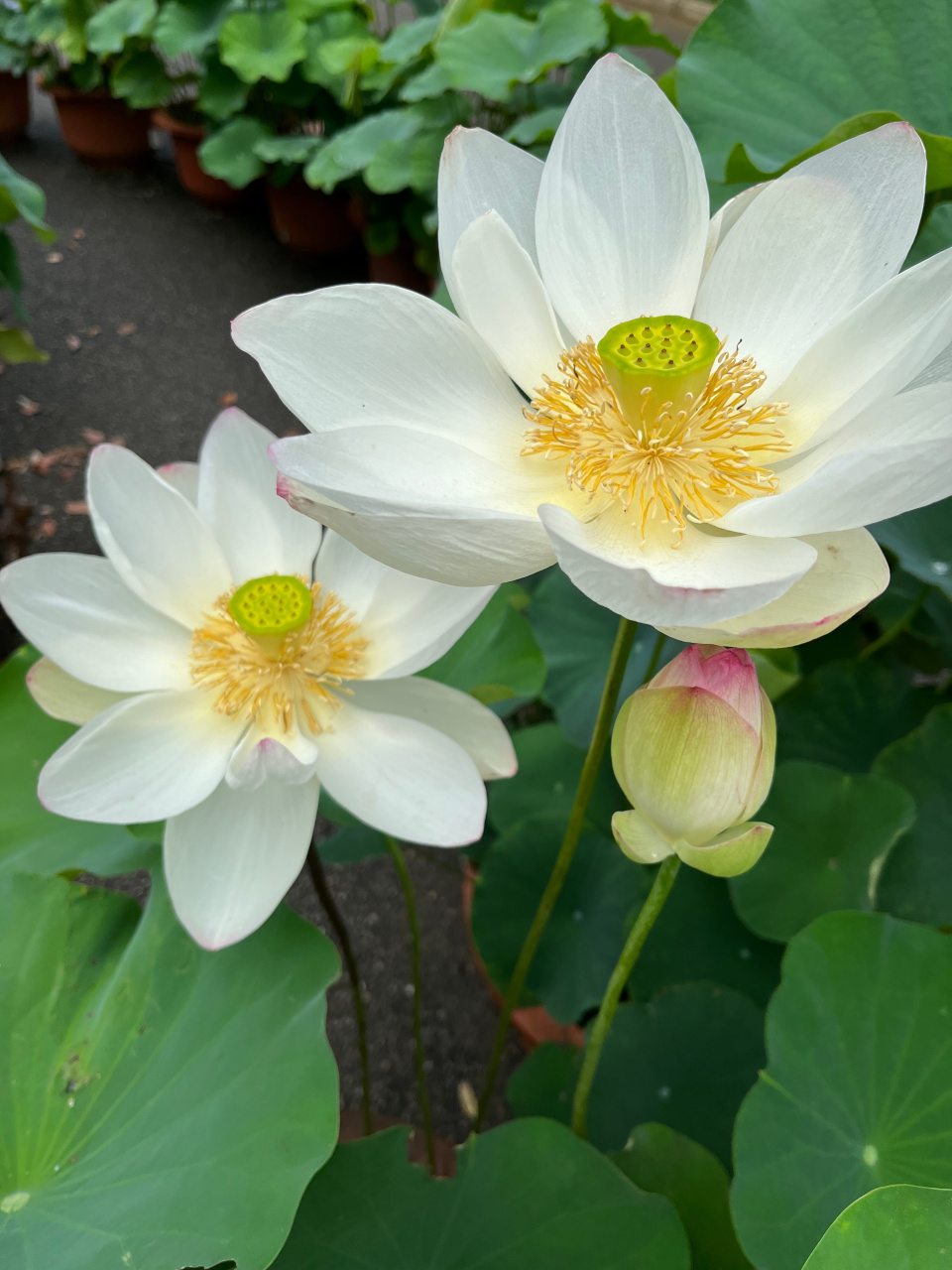 突击检查,你手机里有荷花的照片吗?[二哈]