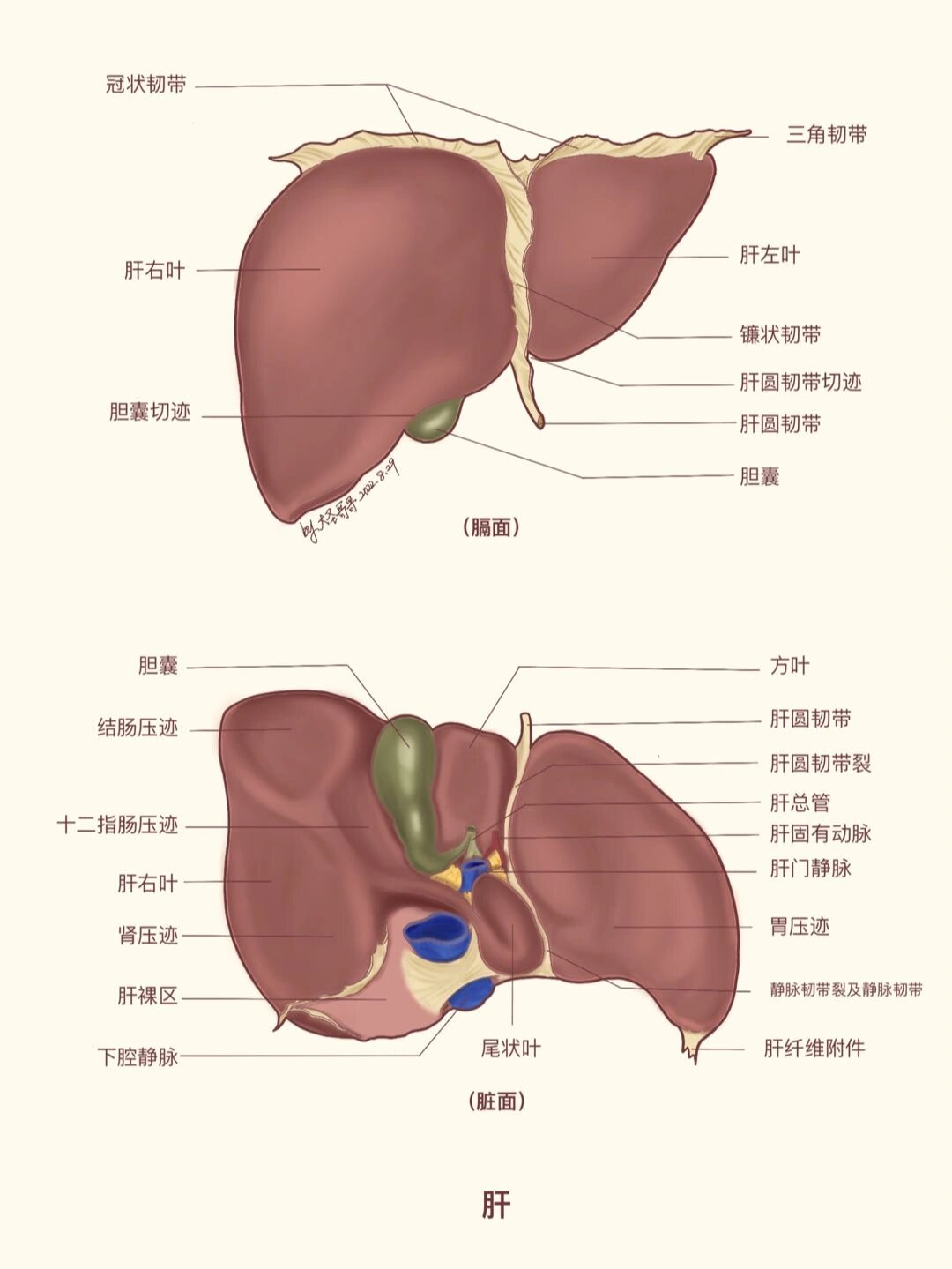 肝脏格林森鞘示意图图片