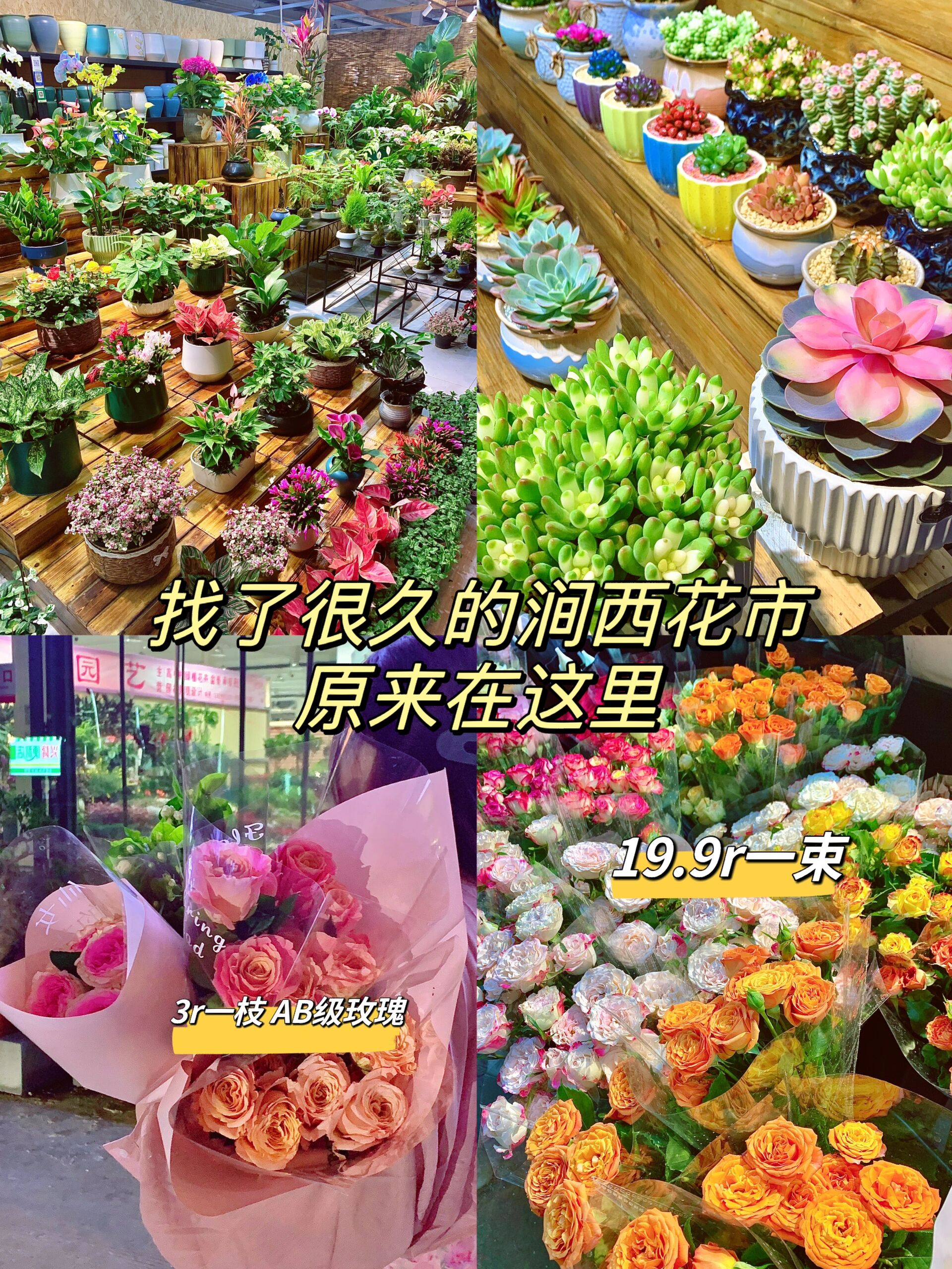 洛阳花卉市场图片