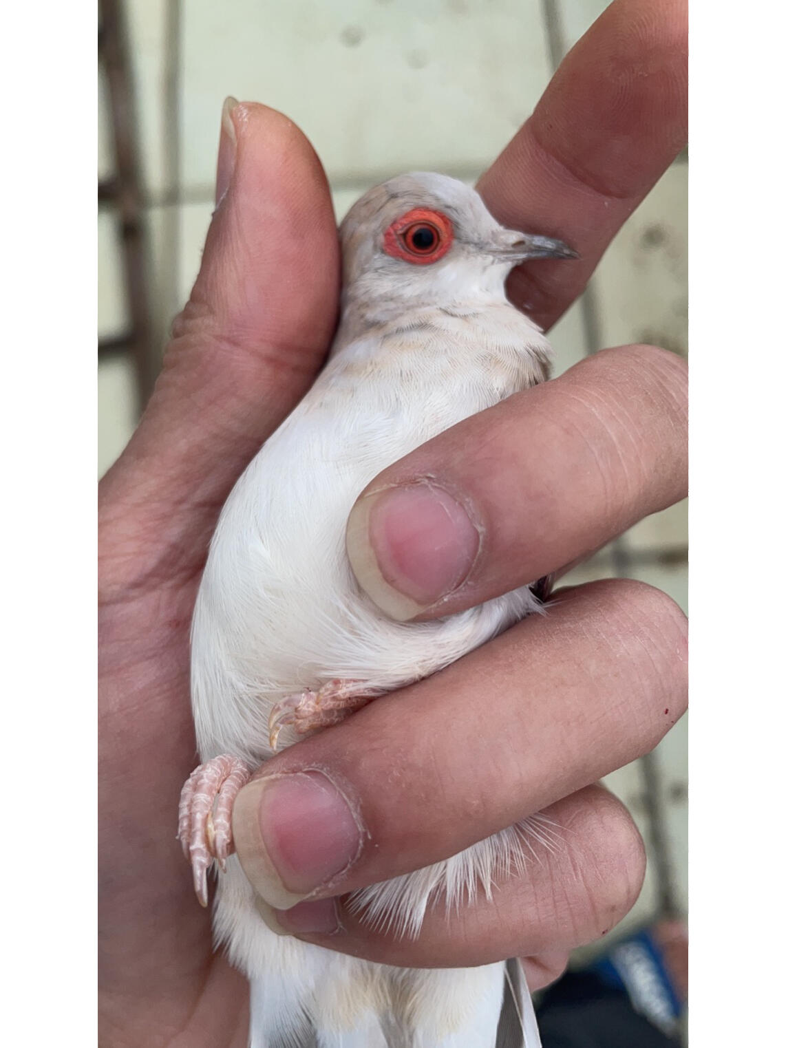 澳大利亚薄雪鸽,最小的鸽子,麻雀大小繁殖惊