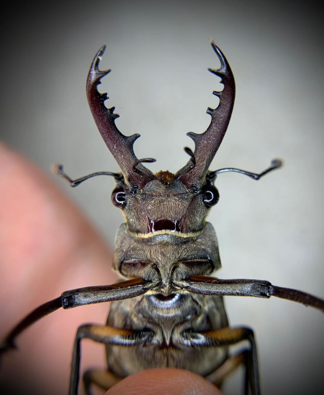 大眼锹～ 斑股深山锹甲,比较小的个体,看起来呆呆的[笑哭]#昆虫