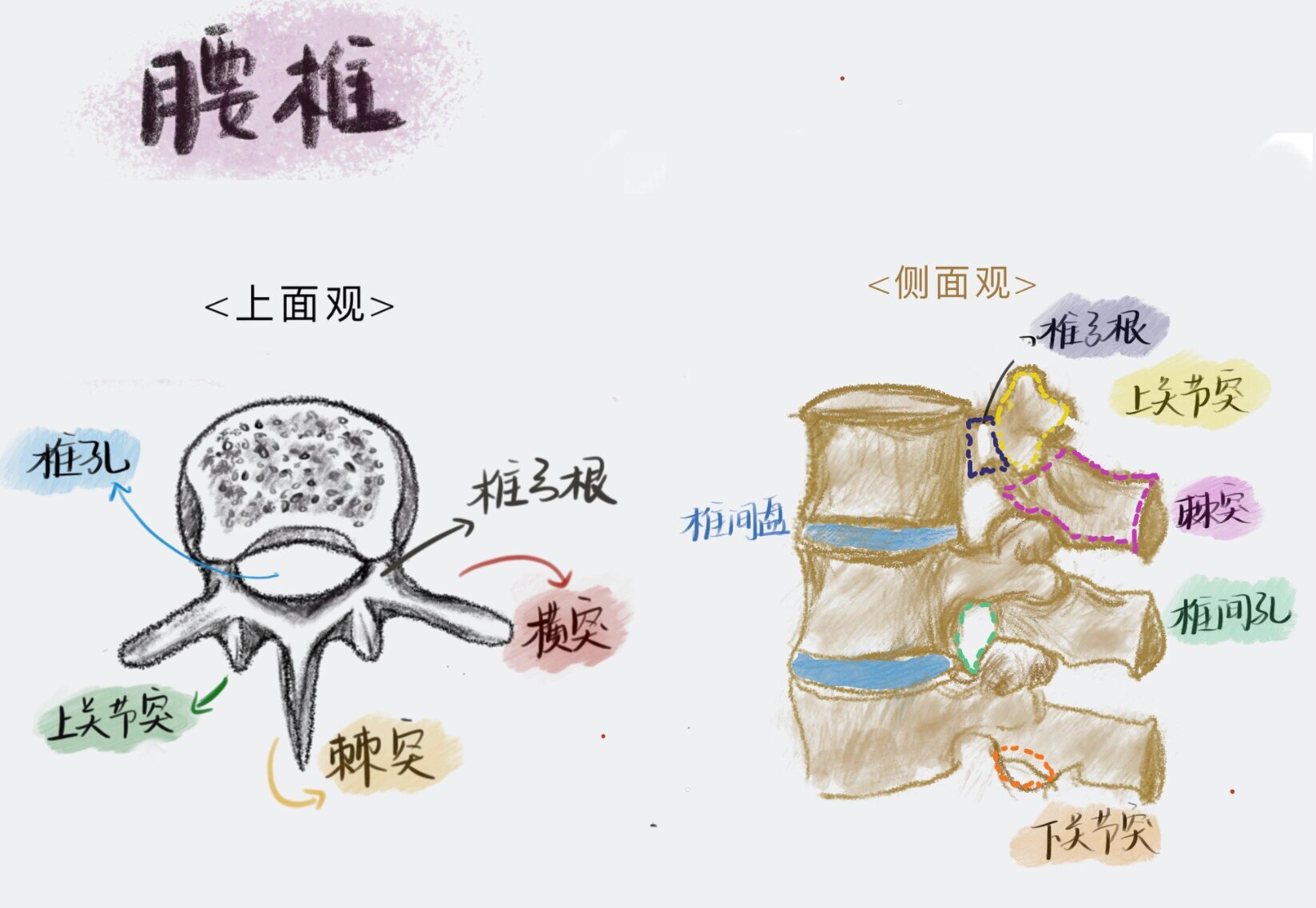 腰椎dr侧位片|腰椎解剖|腰椎间盘病变